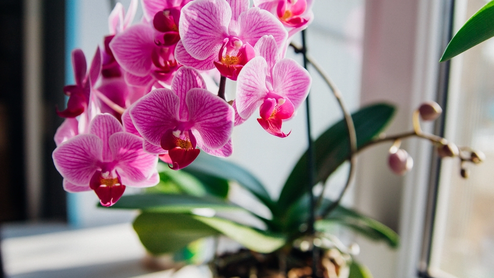 Mange har det på kjøkkenet: Det kan få orkideene til å blomstre på et blunk
