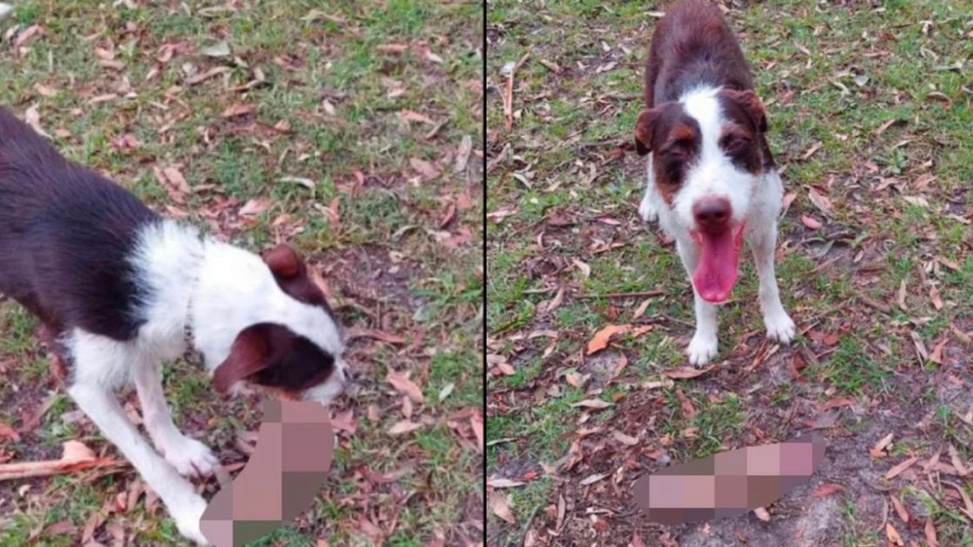 Hundelufter lot hunden løpe fritt i parken: Fikk sjokk da hun så hva den hadde i munnen
