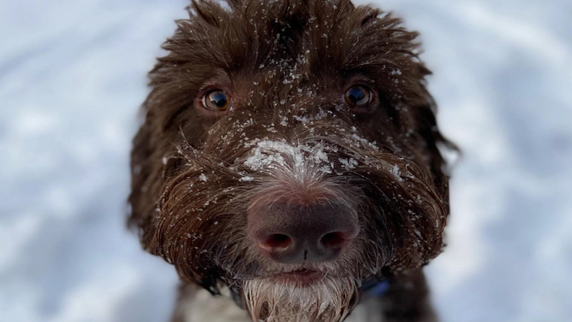 Par i sjokk når de ser hva hunden deres har gjort: «Han har aldri gjort noe galt før»