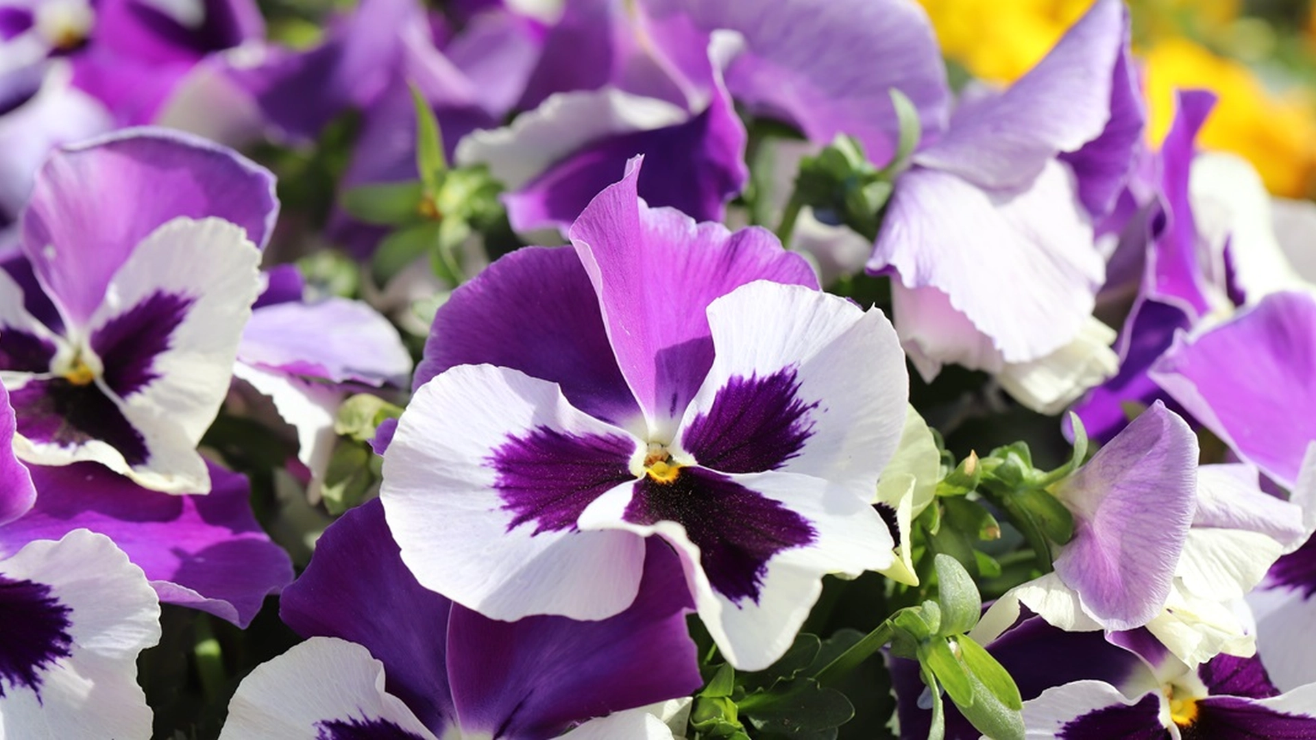 Gjør dette og stemorsblomstene dine vil blomstre for alltid