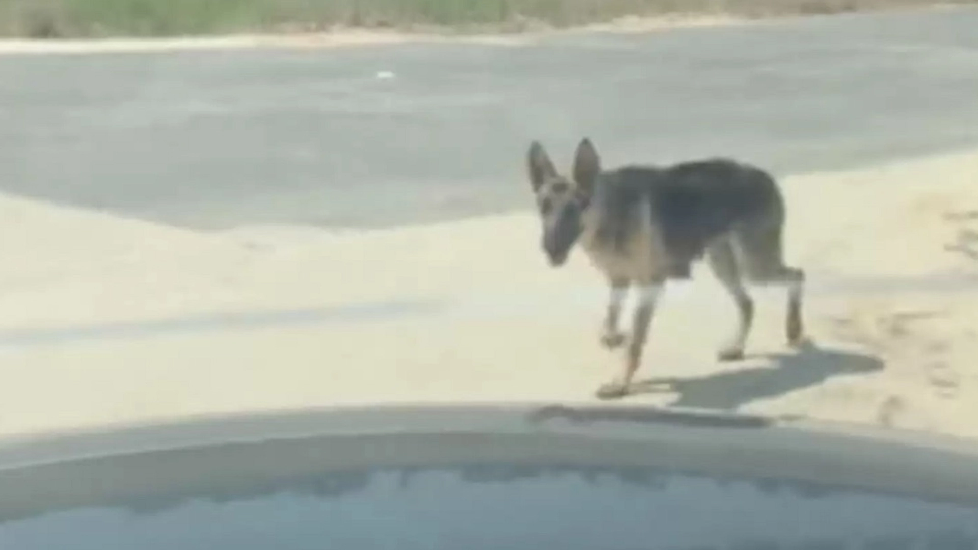 Kvinne redder forlatt hund: Da hun vasket den, fikk hun et stort sjokk