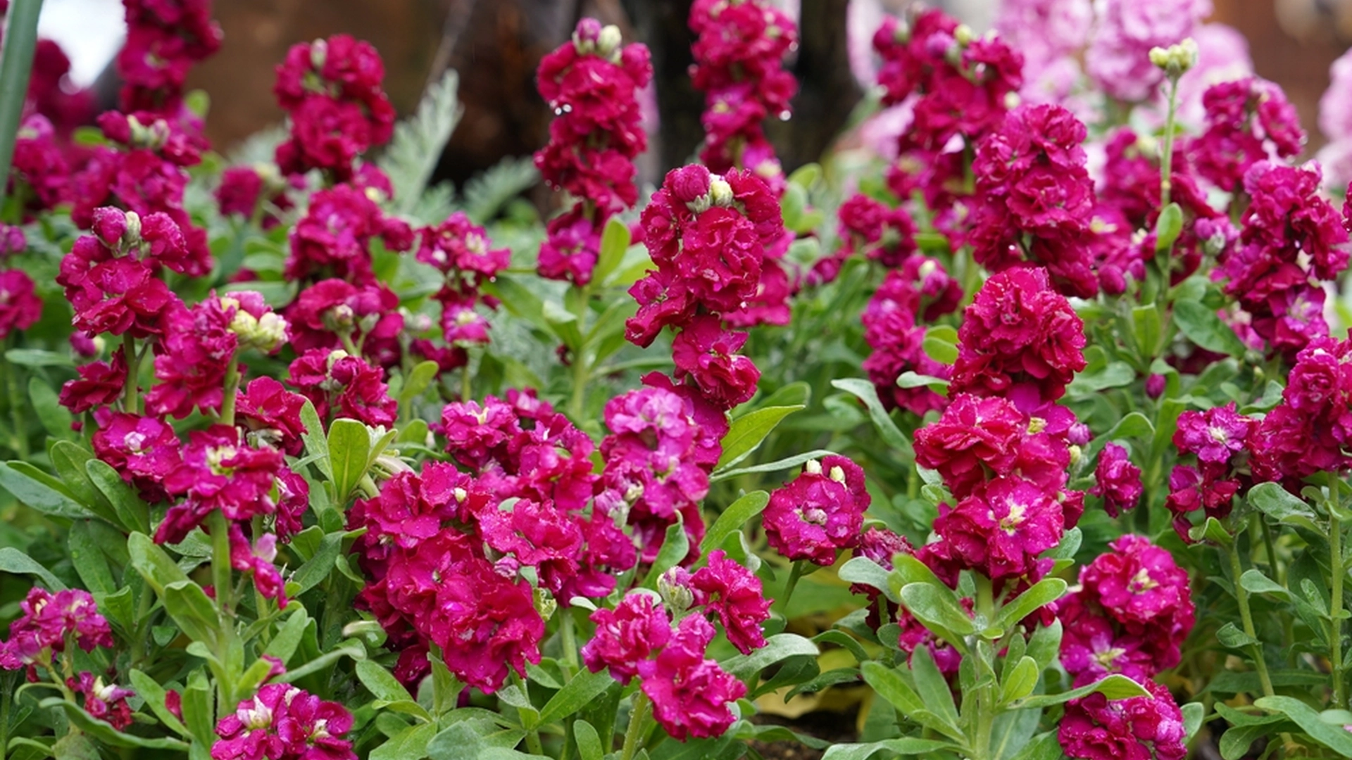 Skal sås i februar – nyt en sommer full av fargerike blomster