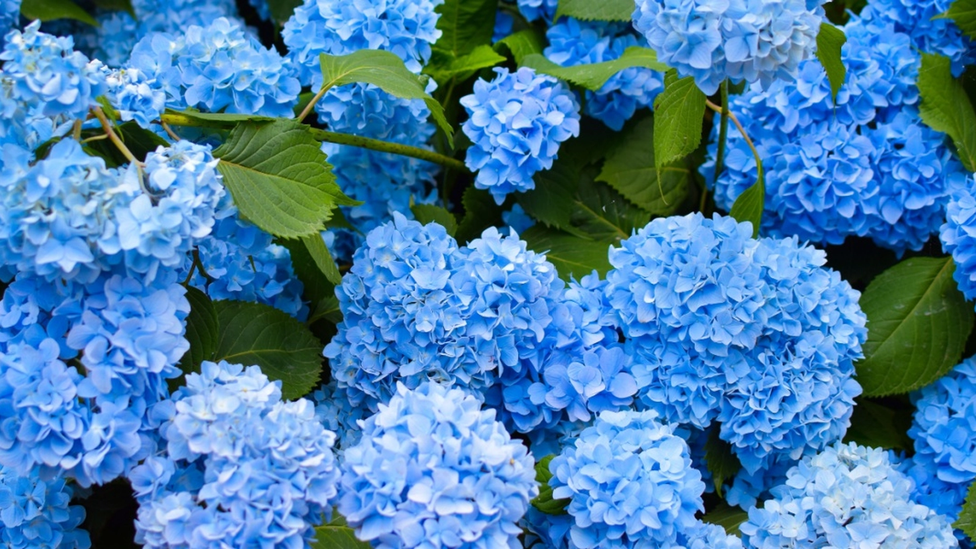 Det er ikke hortensia: Populær plante tiltrekker seg skadedyr