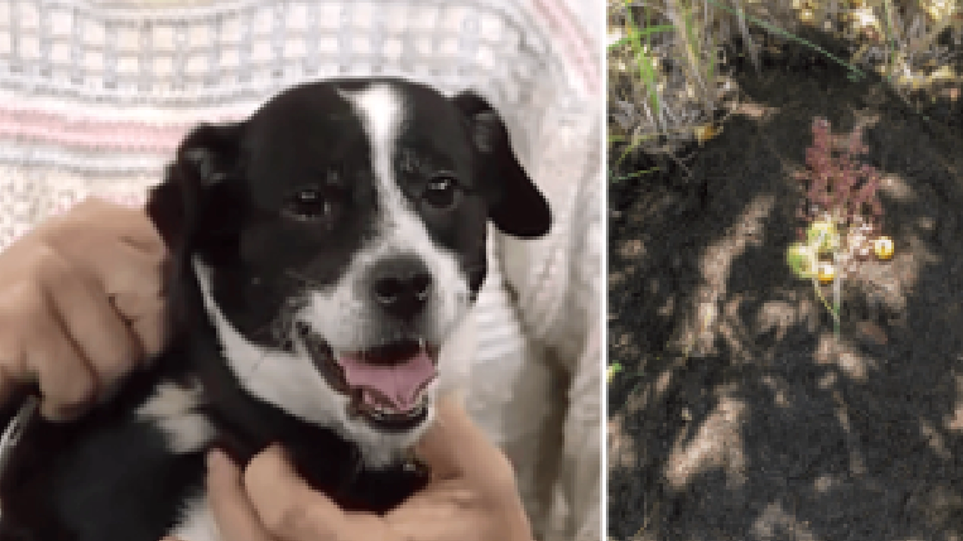 Familien begraver sin elskede hund: Noen timer senere skraper han på døren
