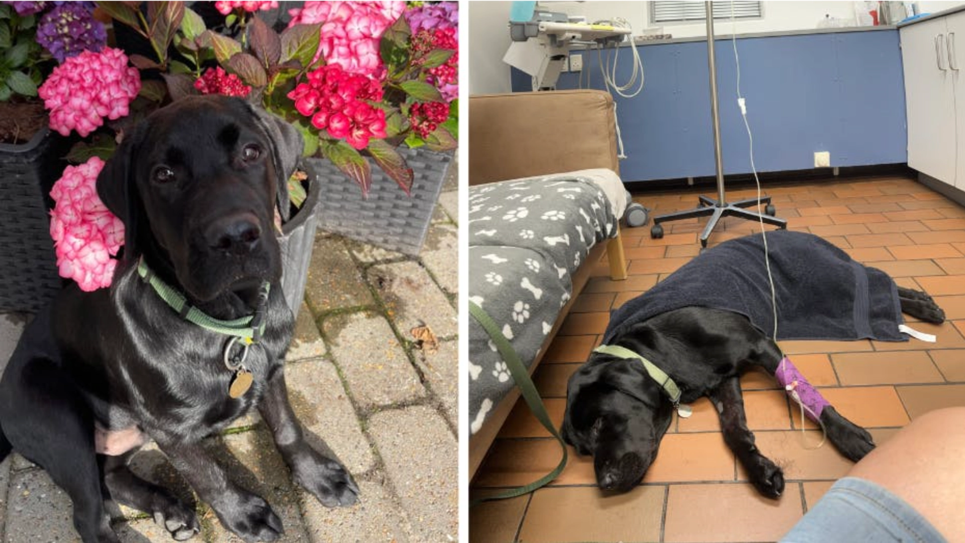 Hunden spiste en snus på luftetur: Måtte kjempe for livet