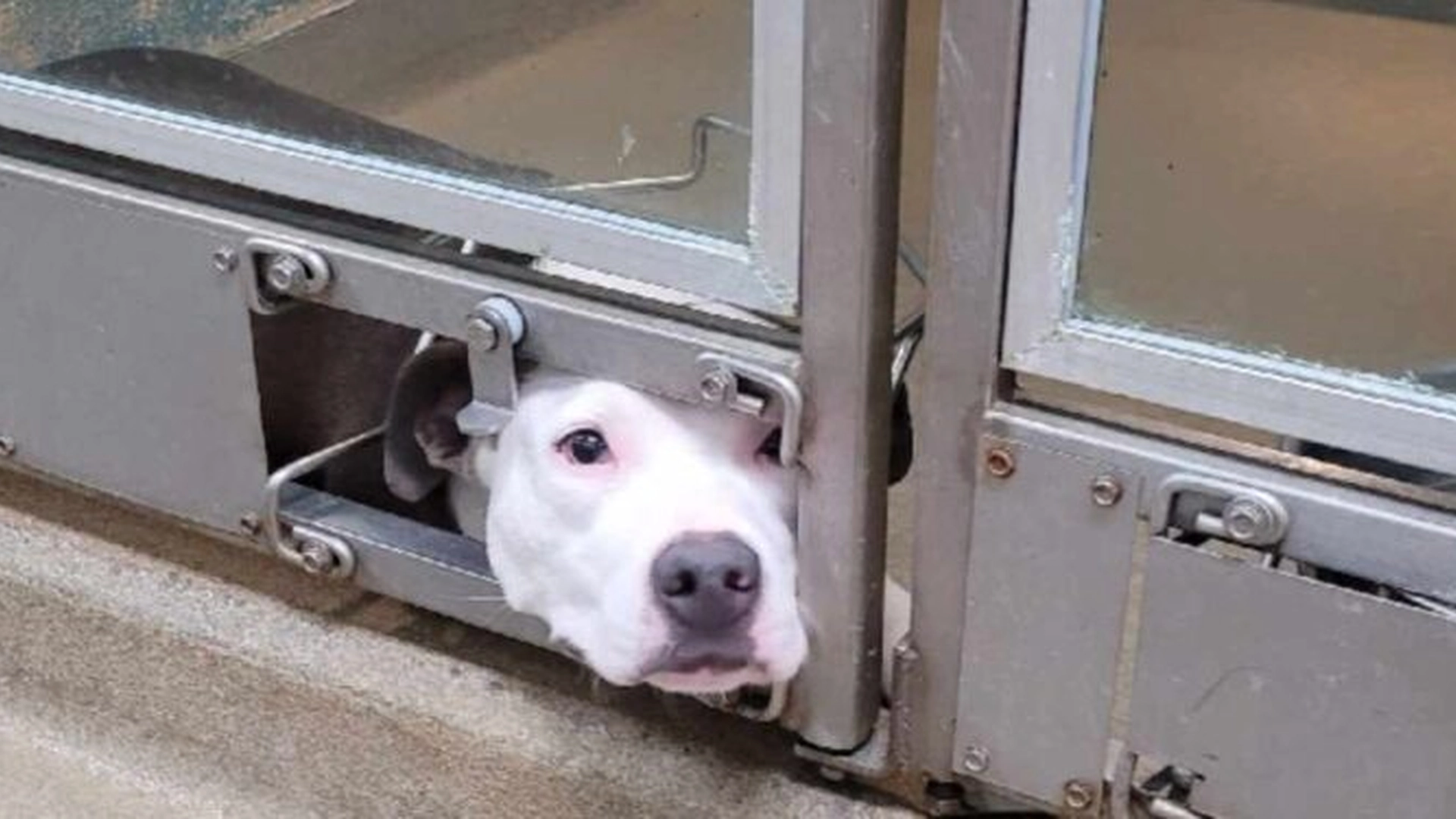 Hunden lå alltid og så ut av et hull i døren av en hjerteskjærende grunn: Så tar situasjonen en uventet vending