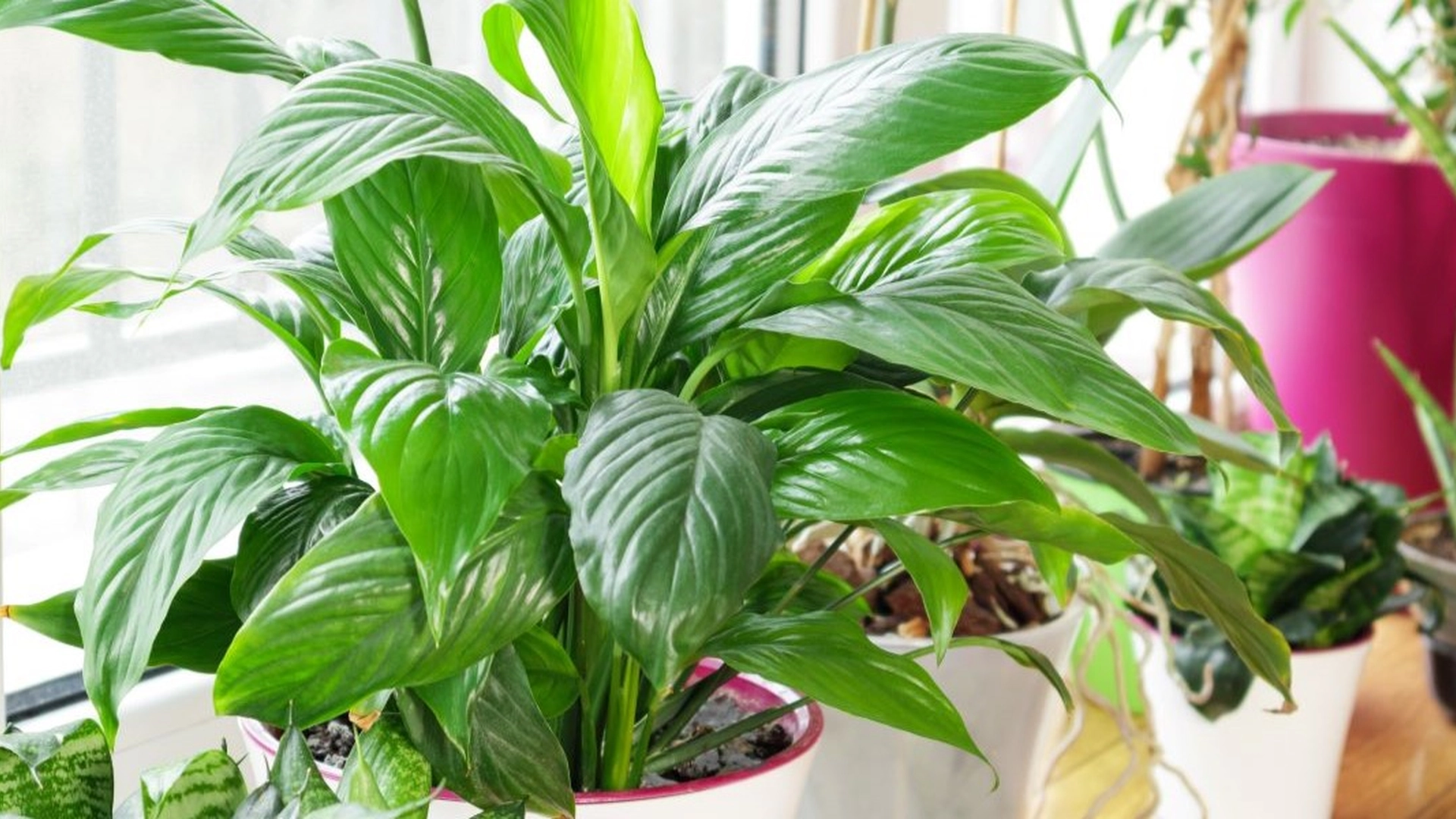 Slik tar du vare på potteplantene om vinteren