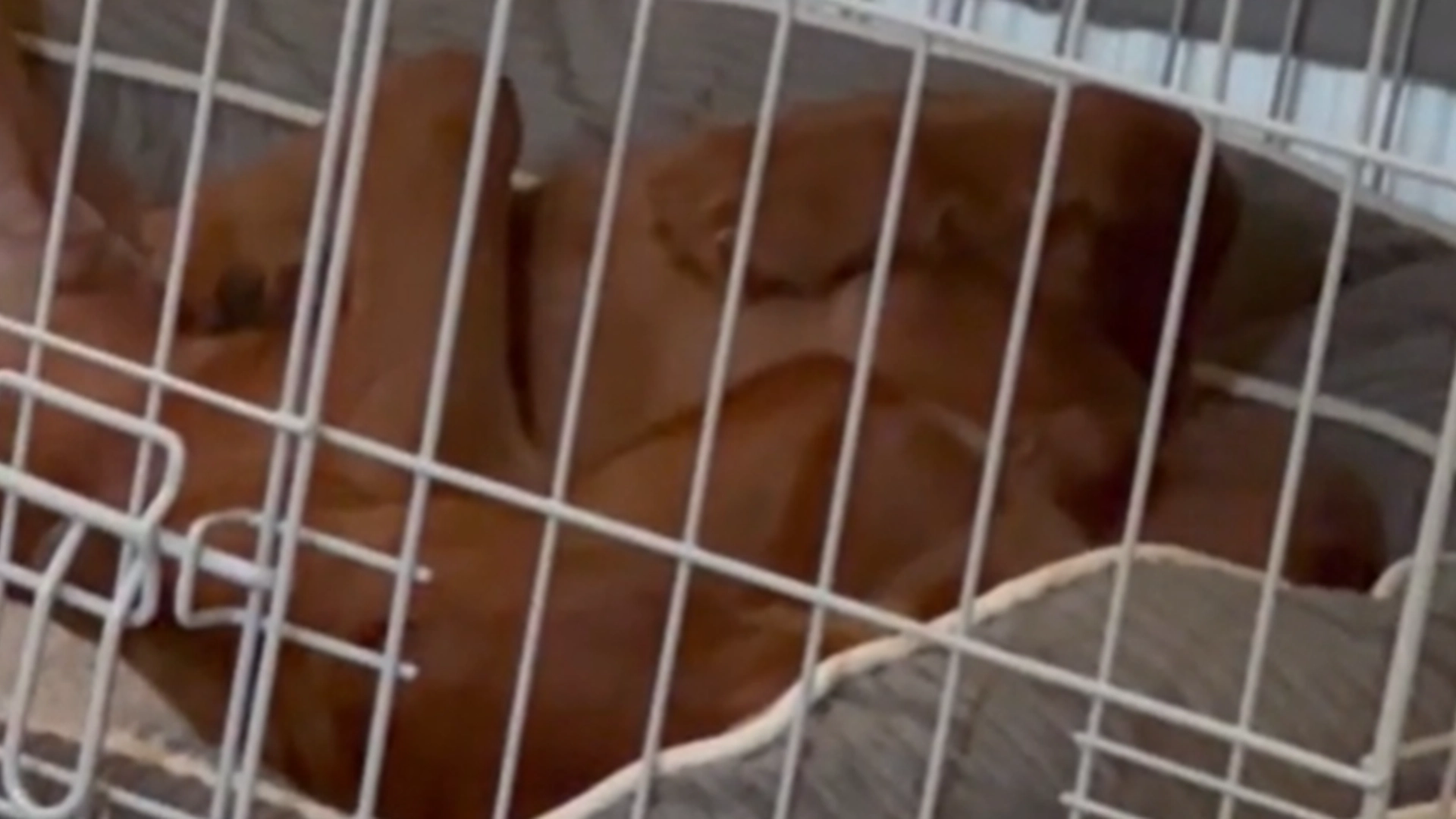 Hunden har en uvanlig sovestilling: Internett synes det er hysterisk morsomt