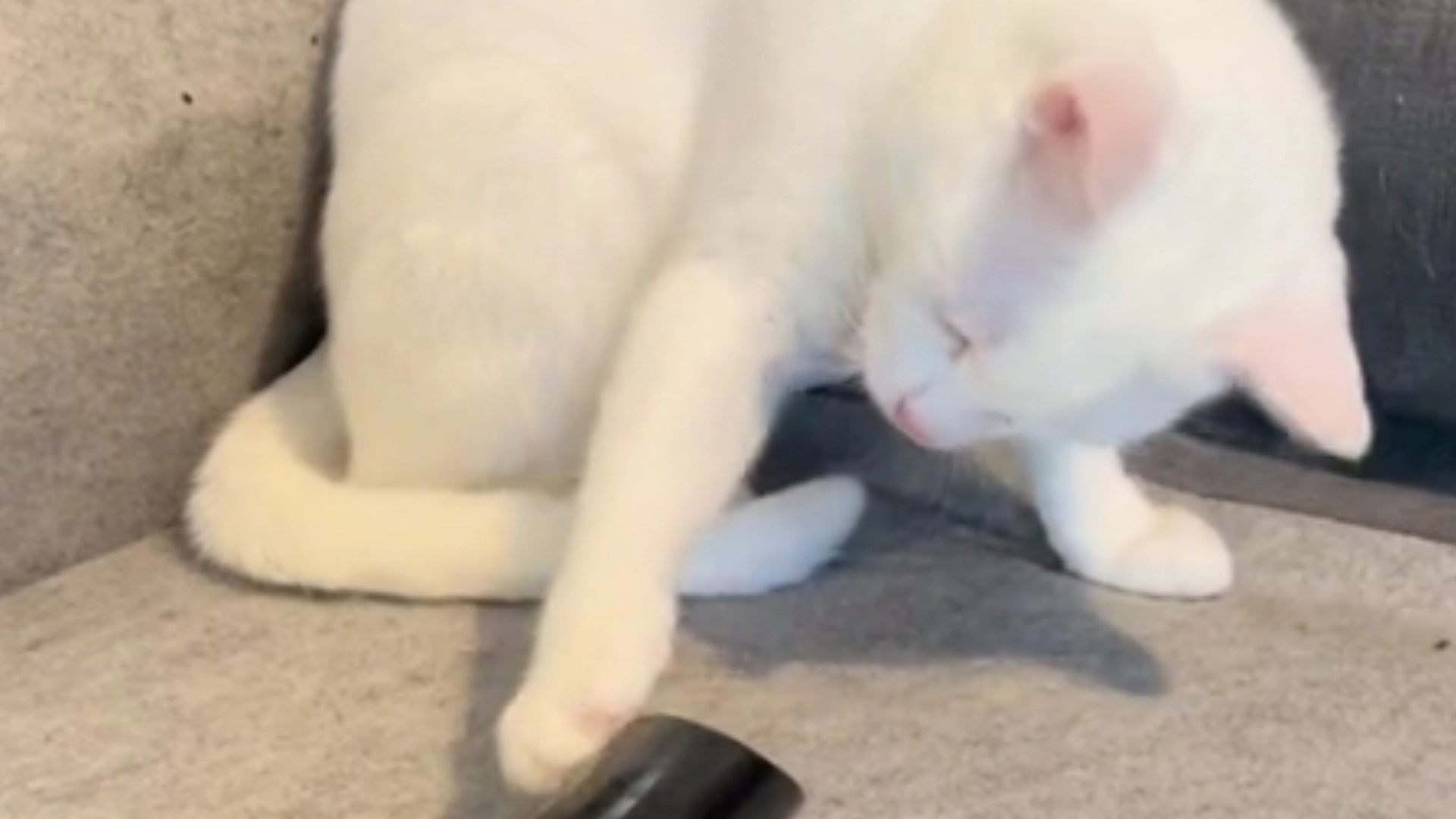 Katt og støvsuger går viralt: Morsom video sett 23 millioner ganger