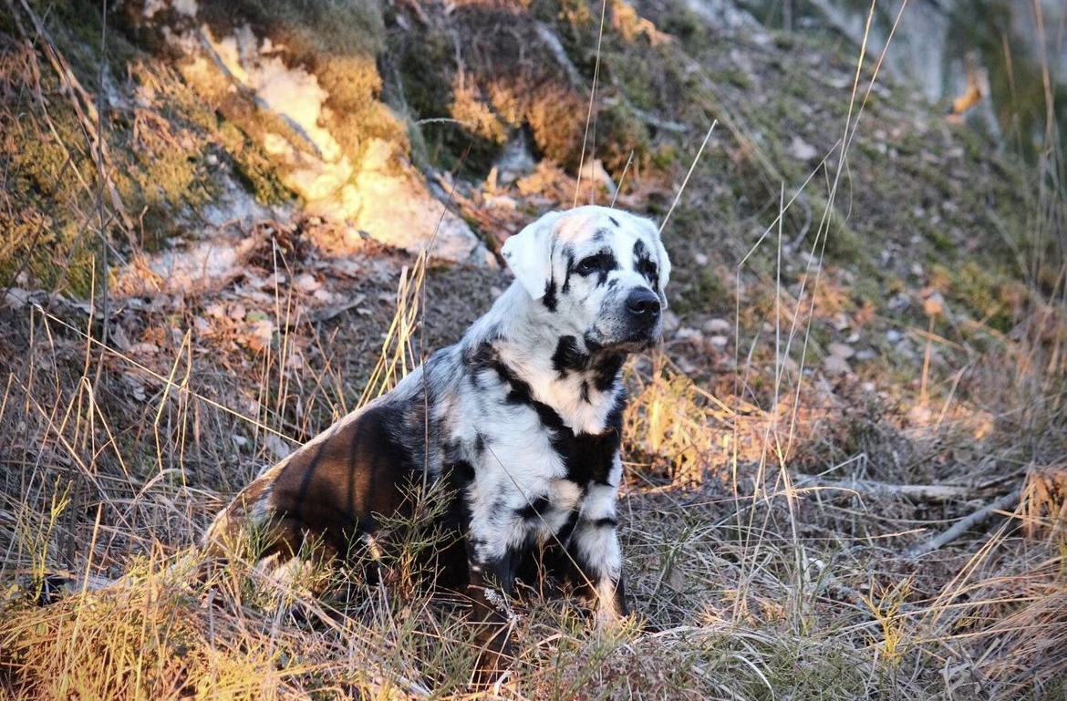 Labradoren Blaze: Ble en internett sensasjon