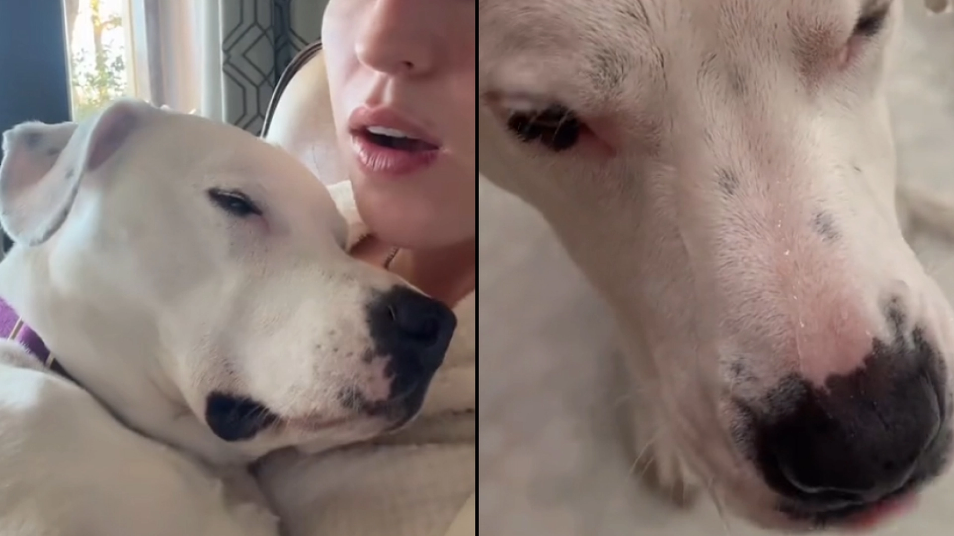 Se video: Bedårende Pitbull gjør alt for å unngå badetid