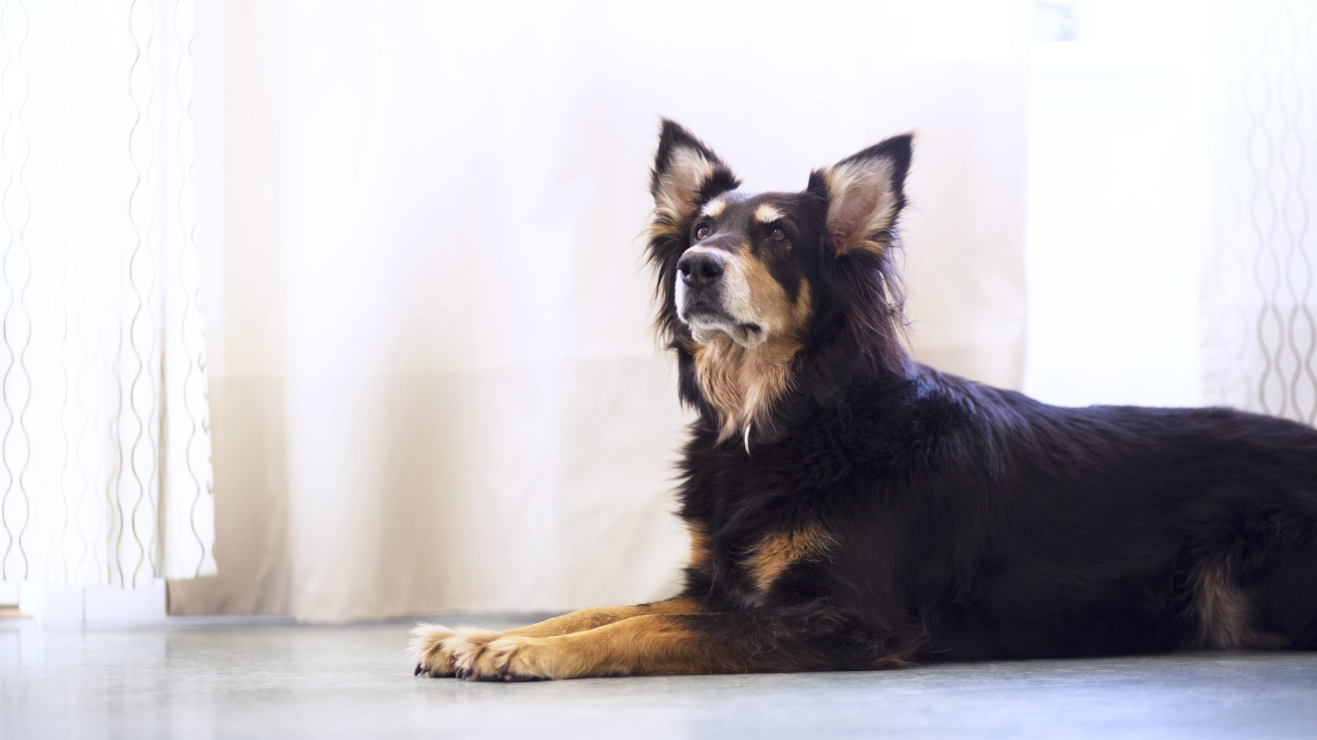 Nyttårsaften nærmer seg: Slik hjelper du hunden din best gjennom det nye året