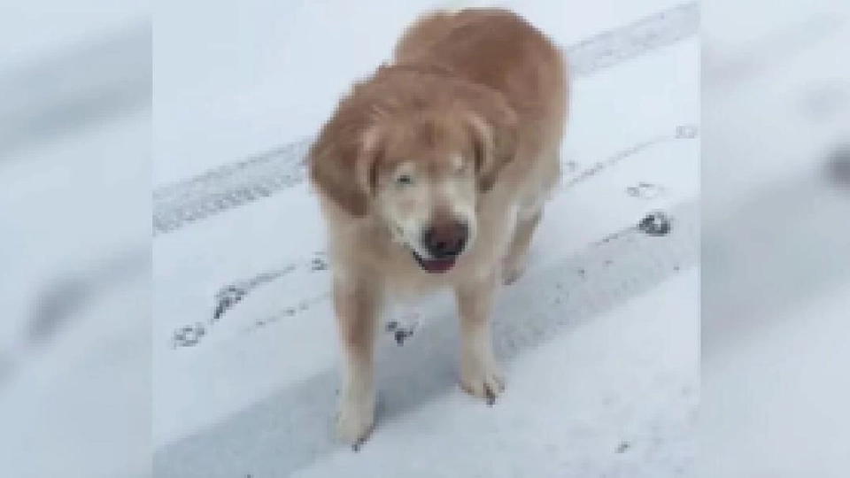 Se reaksjonen: Blind hund opplever snø for første gang