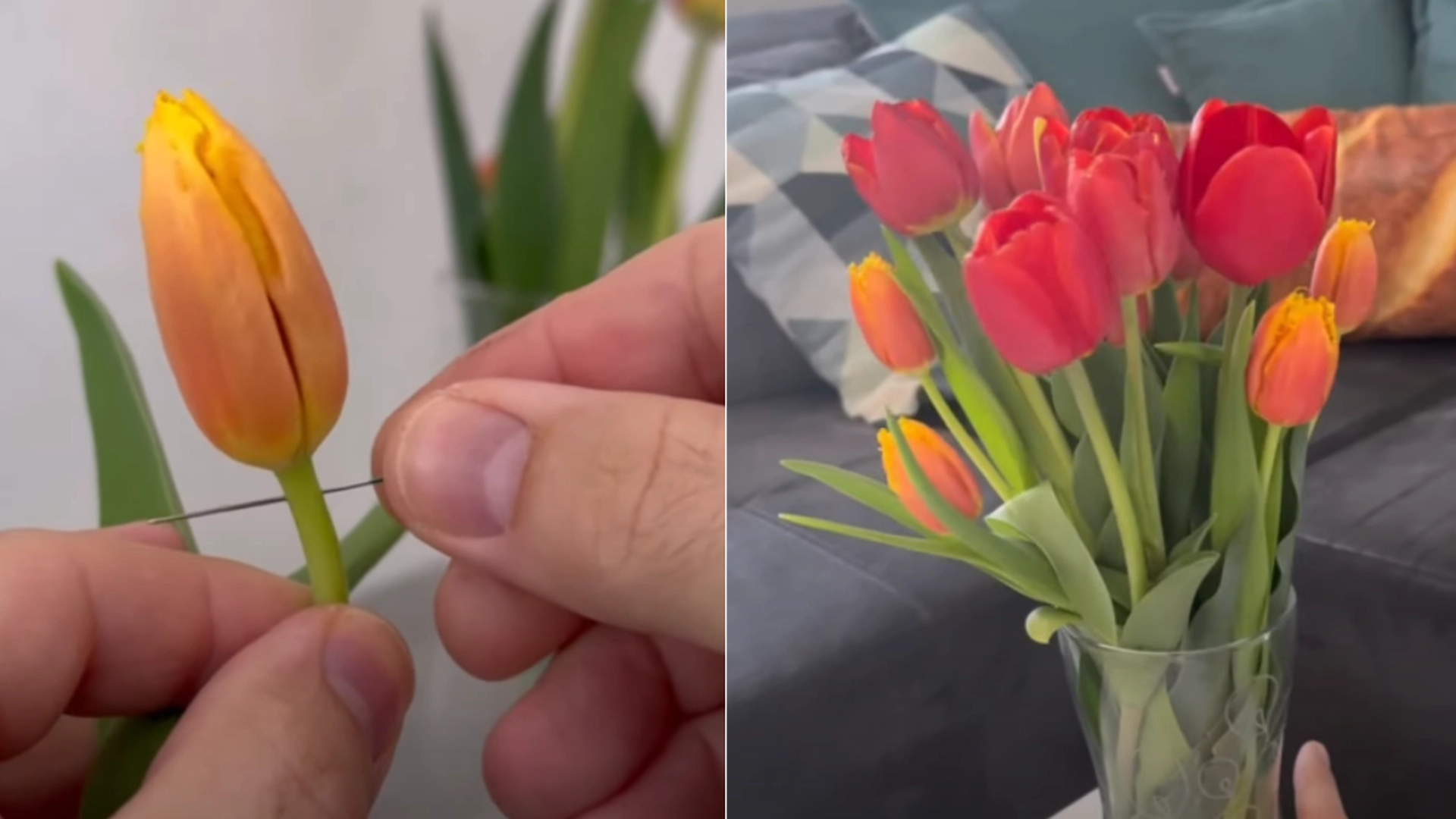 Vanlige feil med tulipaner – og hvordan du unngår dem