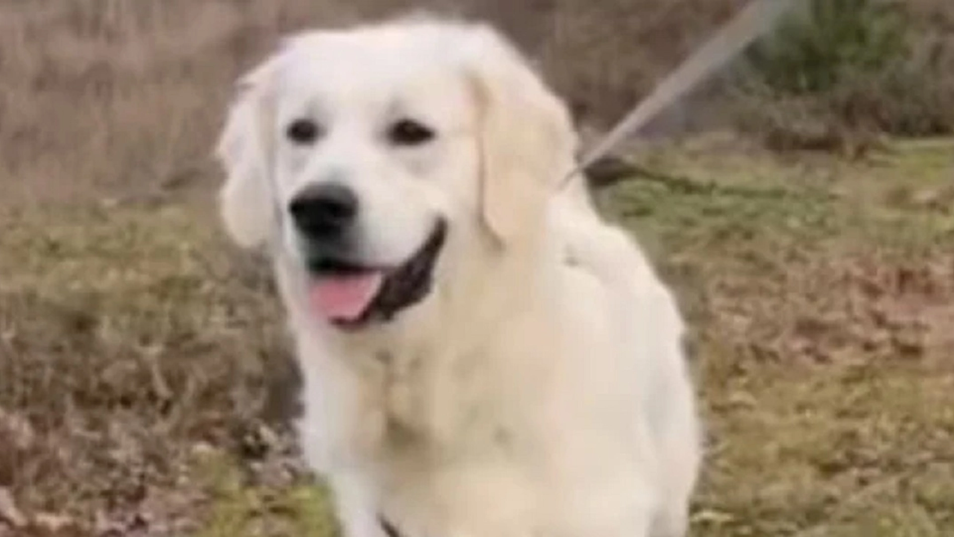 Golden retriever får kjeft av eieren: Videoen med hundens reaksjon har gått viralt