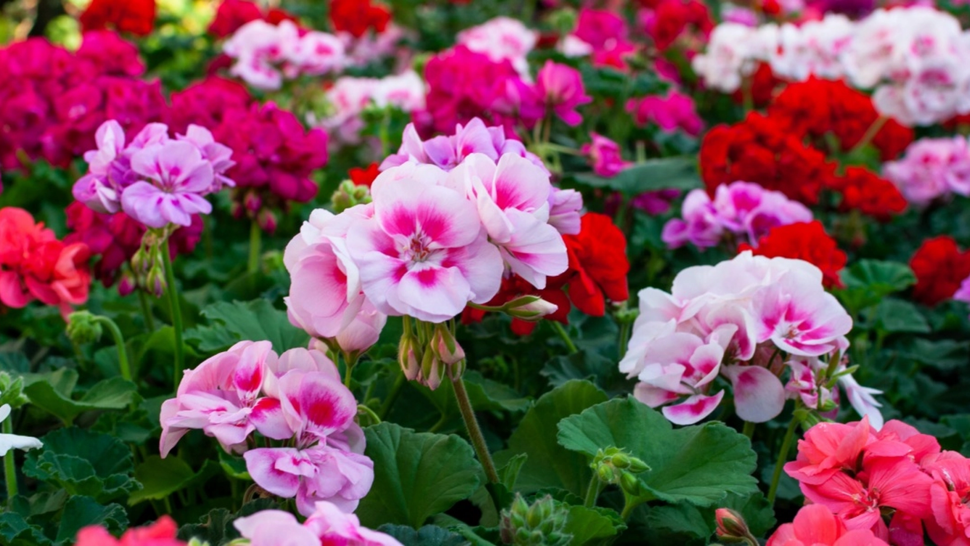 Pelargoniene elsker det – og resultatet blir rene blomsterdrømmen
