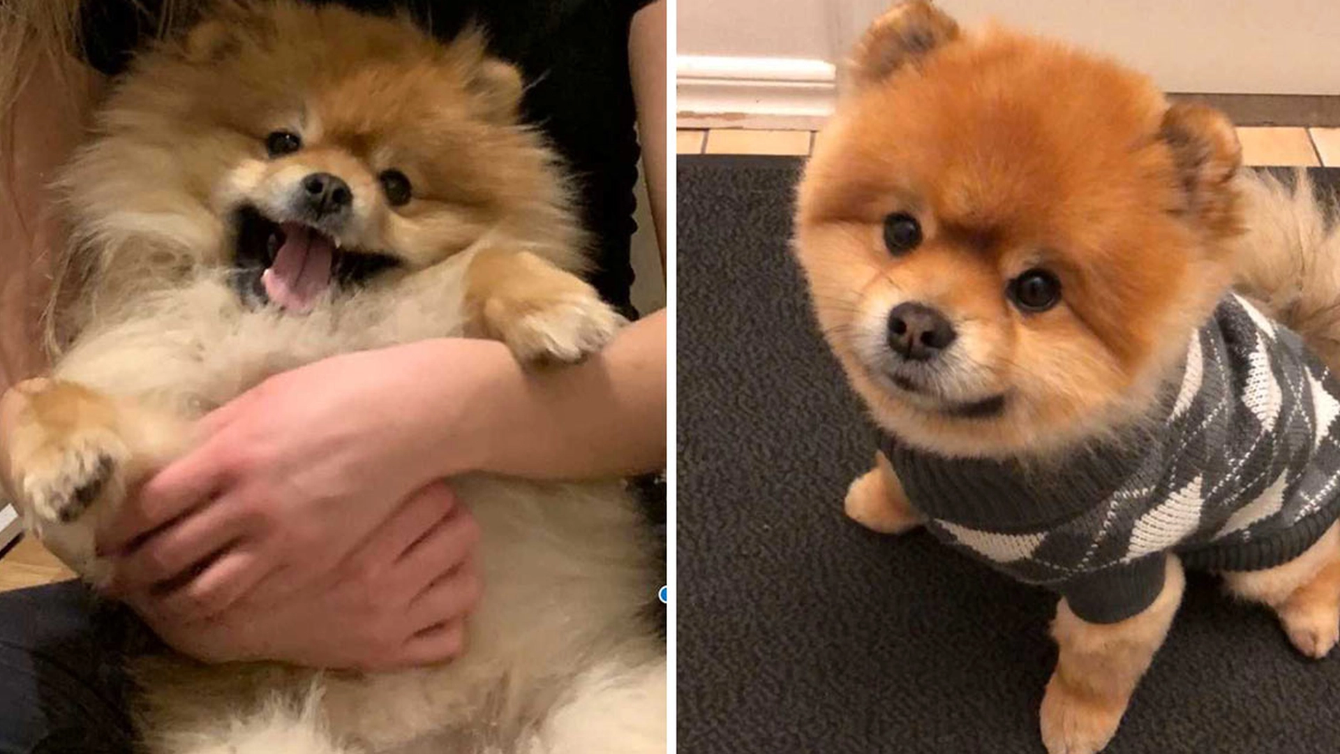 Julia slipper av Kenzo på hundepensjonatet: Noen timer senere får hun en forferdelig telefonsamtale