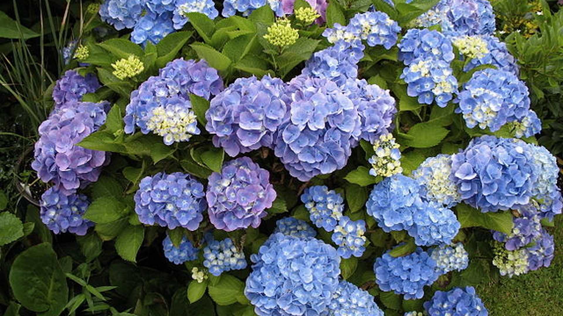Hortensia blomstrer vakkert år etter år: Krever bare en viktig, men ‘enkel’ oppgave