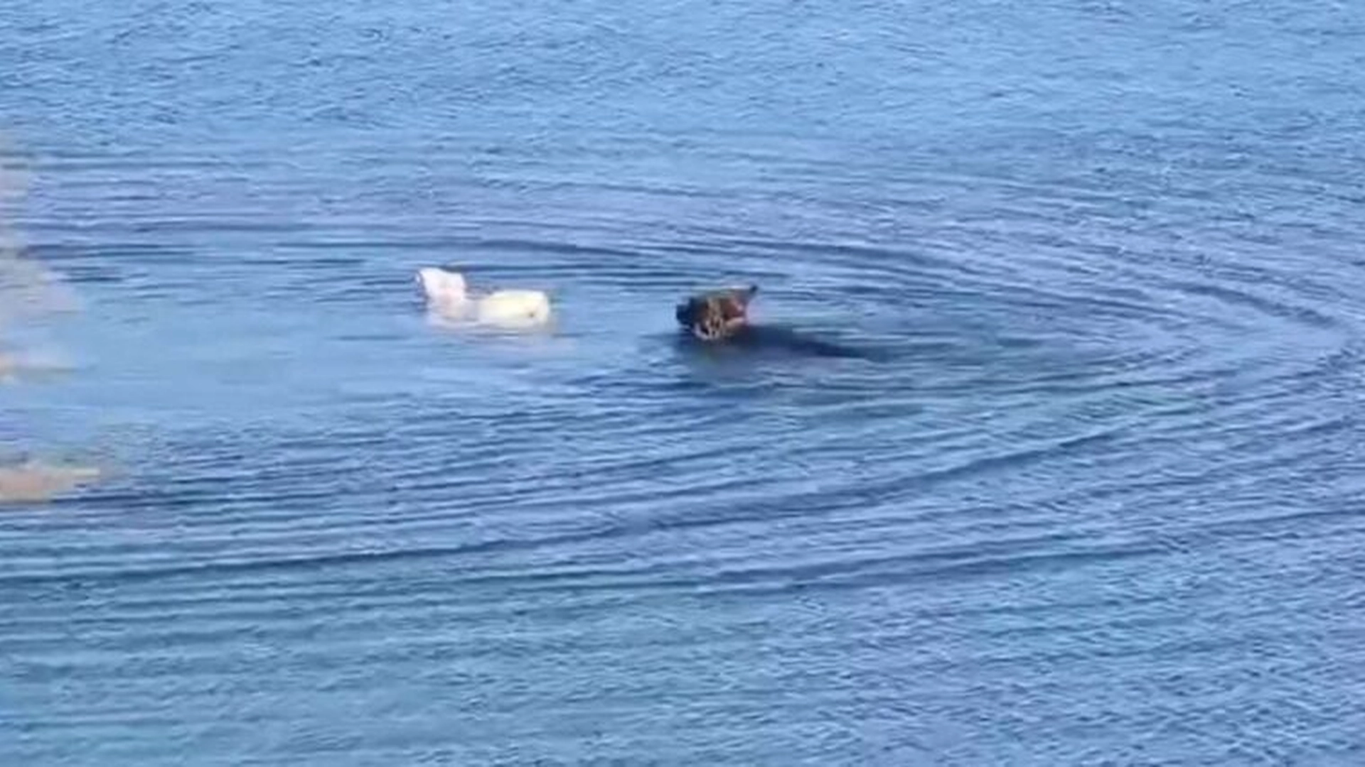 Hunden har tatt verden med storm: Nesten alle sitter igjen i sjokk når de ser hva den gjør