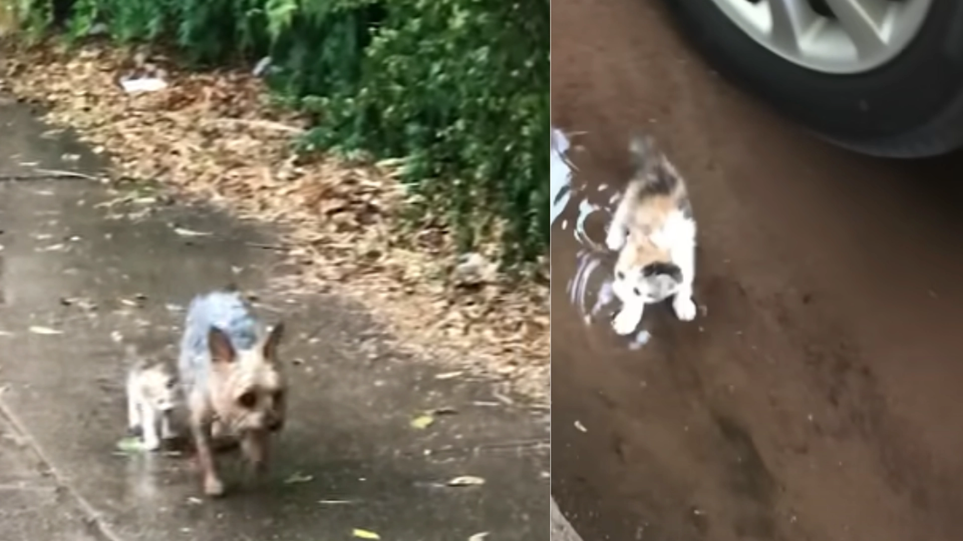Hund finner en liten kattunge og tar den med hjem: Hele internettet er rørt