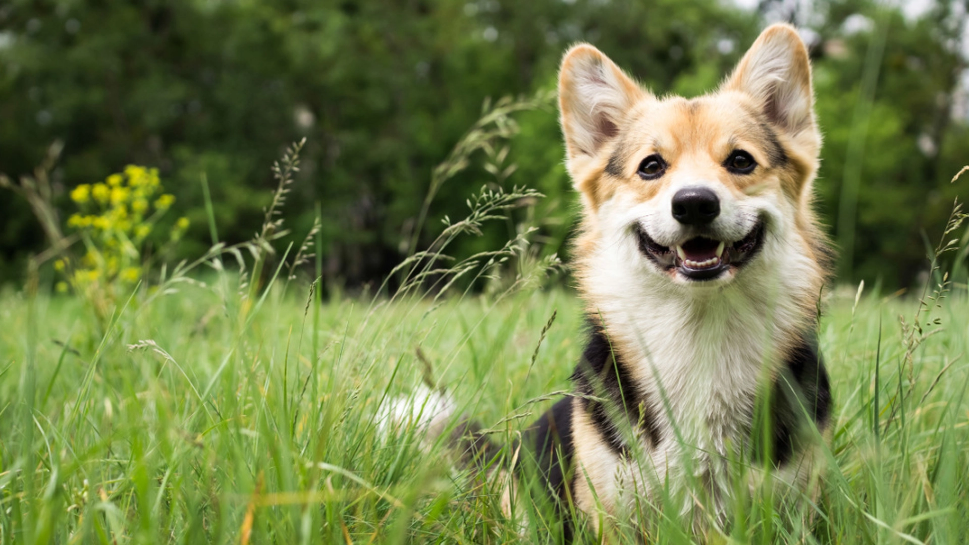 Vær forsiktig med hunder: Slik hjelper du hunden din i varmen