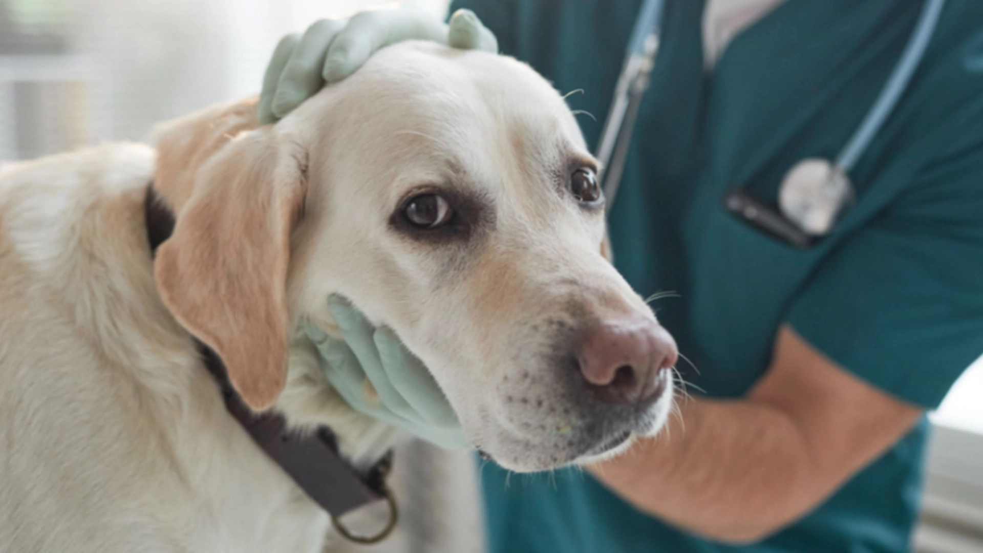Veterinærer gjør en oppriktig appell til hundeeiere: De fortjener det