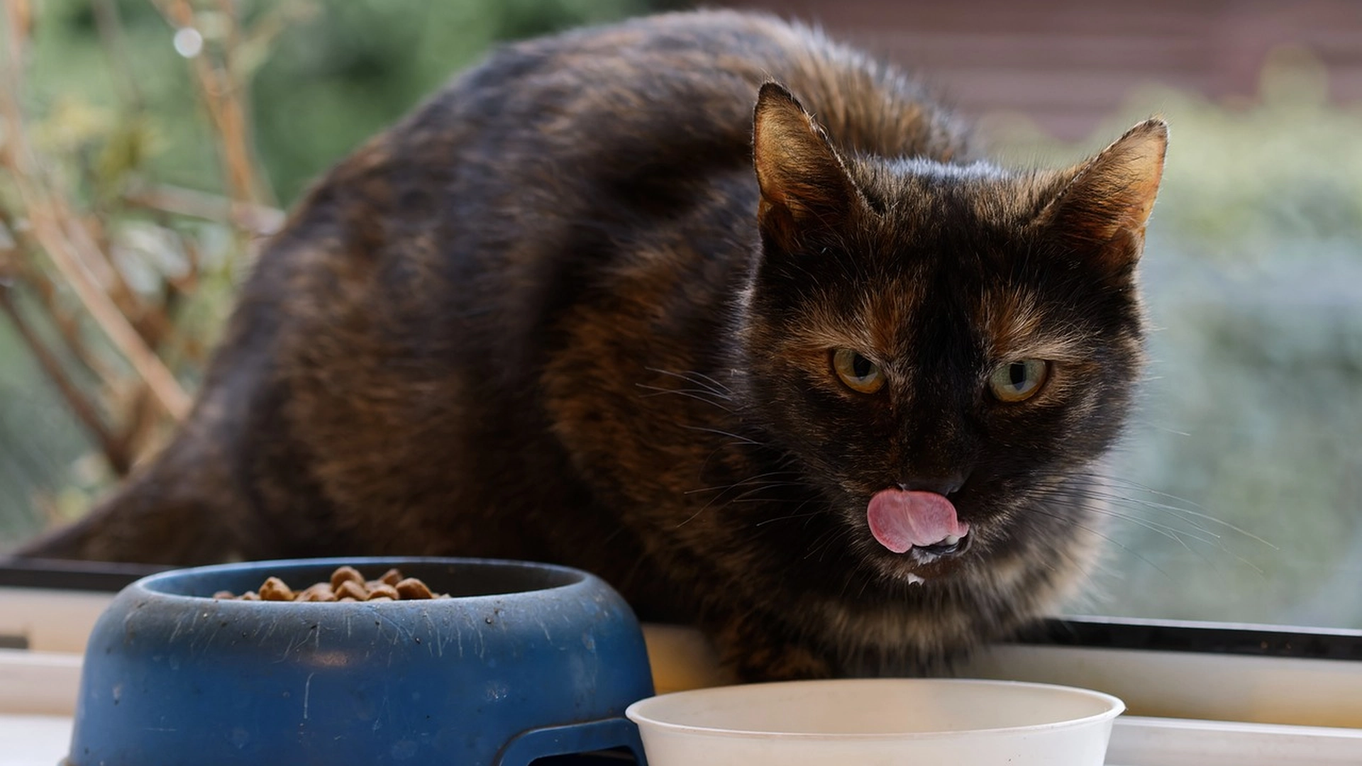 Hvordan mater du katten din? Veterinærer foretrekker denne løsningen