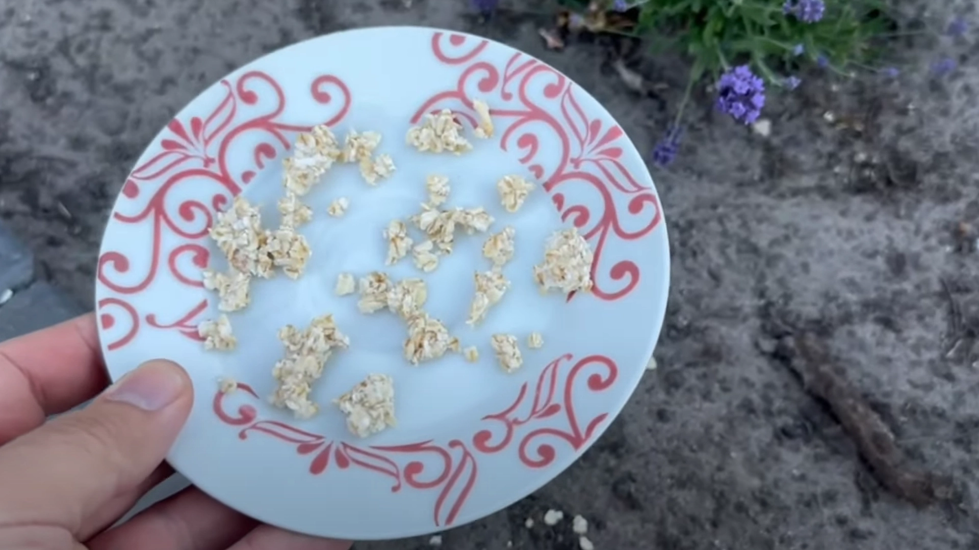 Video: Fordel havregryn i hagen din og se hva som skjer