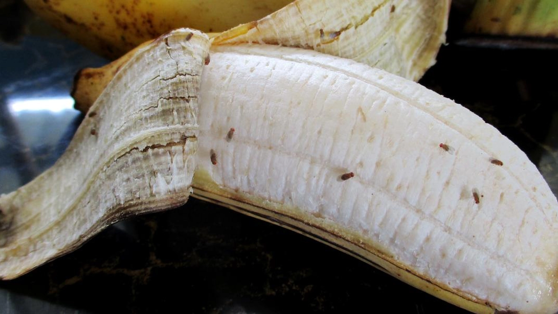 Effektivt eddiktriks mot bananfluer: Slik blir du raskt kvitt dem