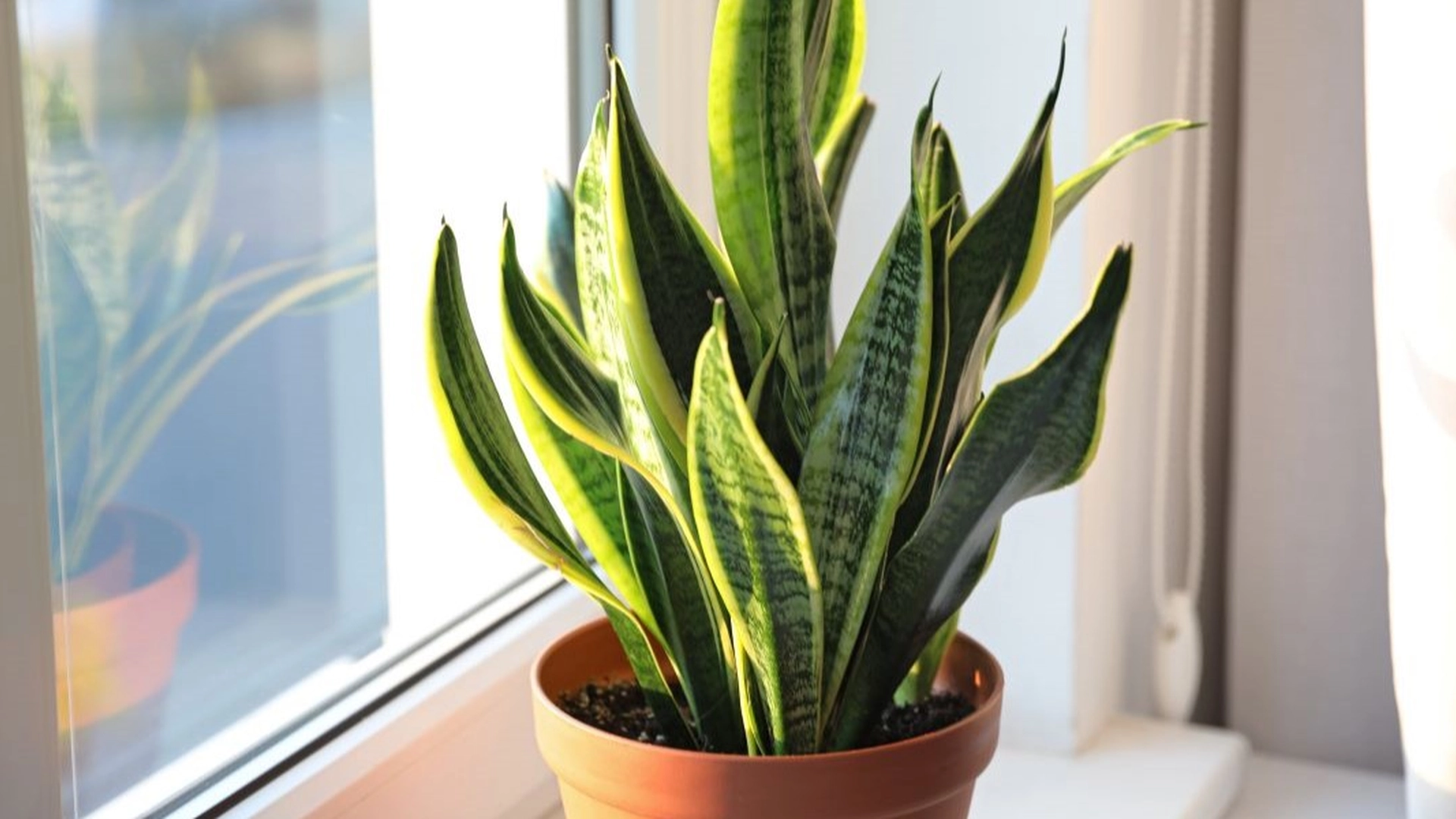 Sov bedre med disse tre potteplantene på soverommet