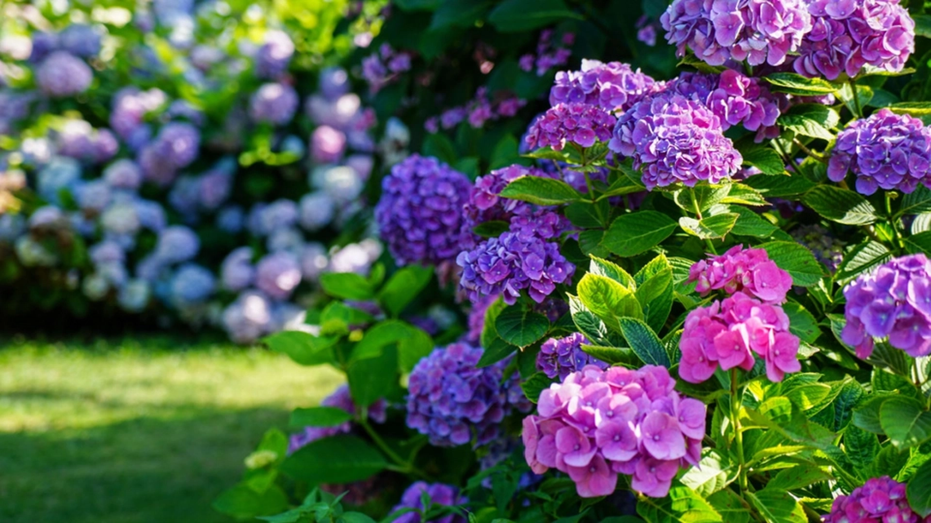 Gartner avslører: Den største feilen folk gjør når de forbereder hortensia for vinteren og året etter