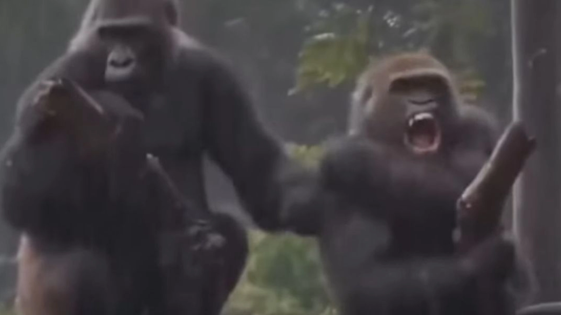 Se den morsomme videoen her: Gorillaer krangler som et gammelt ektepar