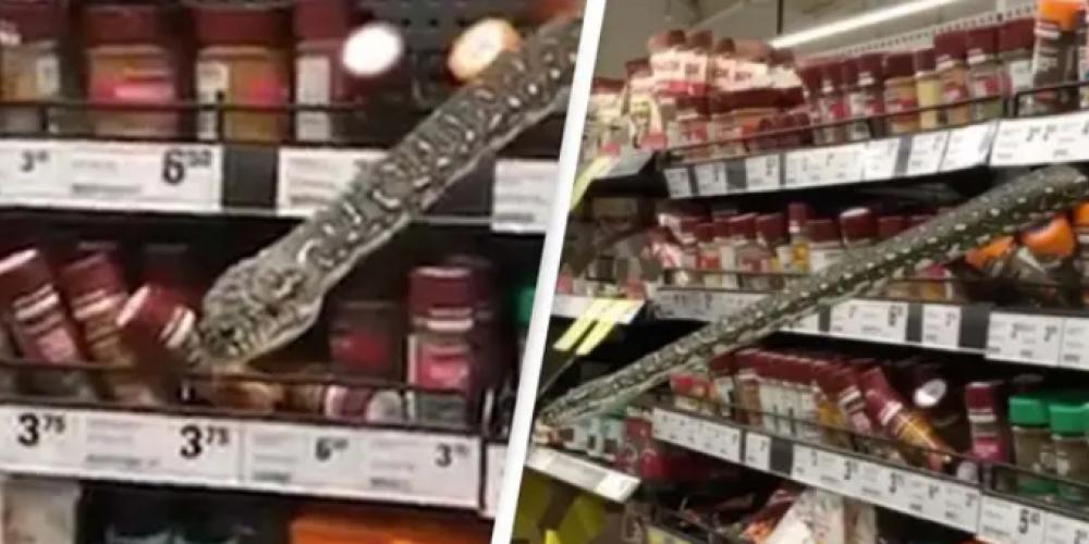 Supermarkeddrama etter uhyggelig funn: Fant pythonslange på krydderhylle