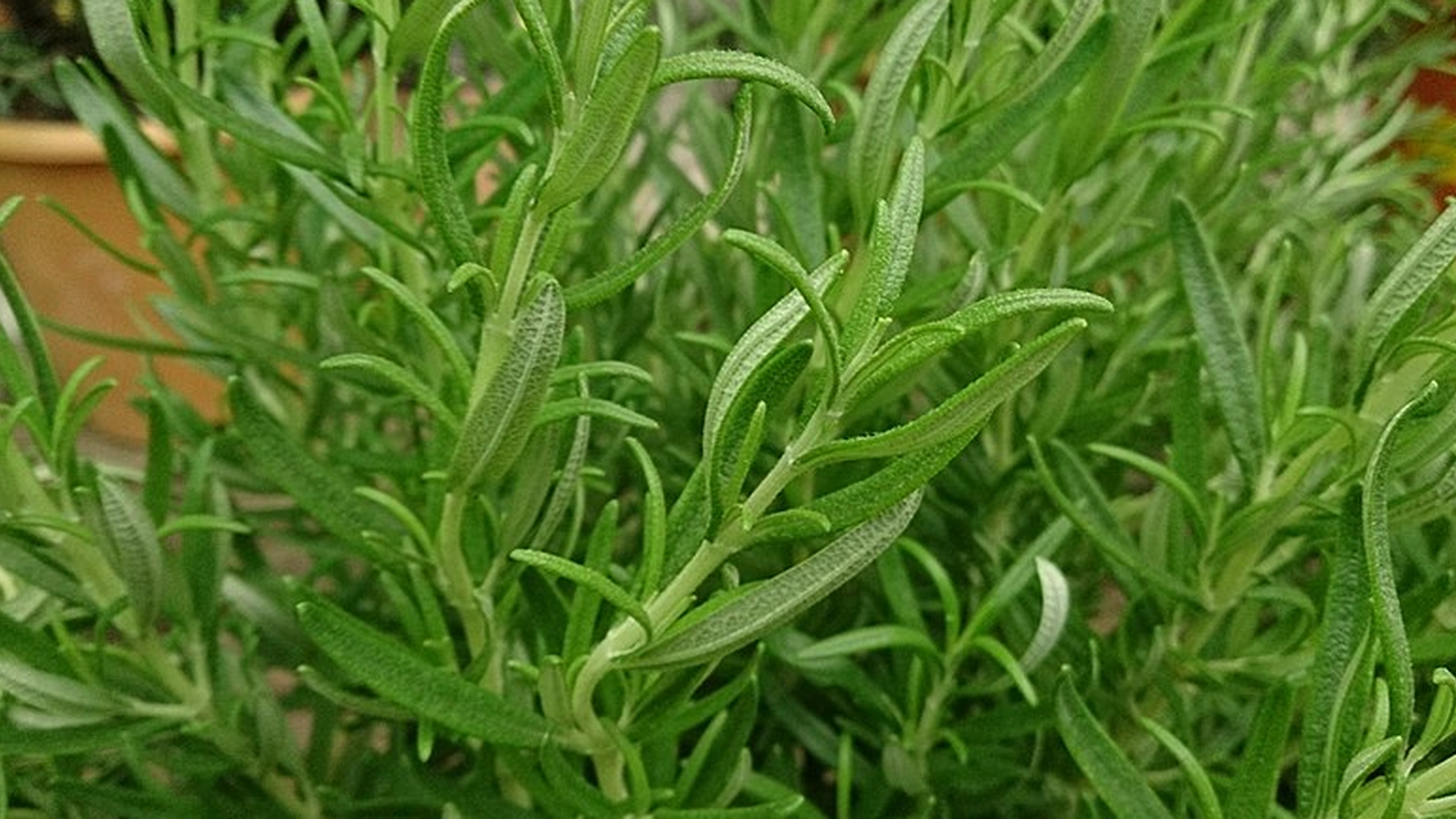 Det er et sted i huset hvor du bør ha en kvist rosmarin (ikke på kjøkkenet)