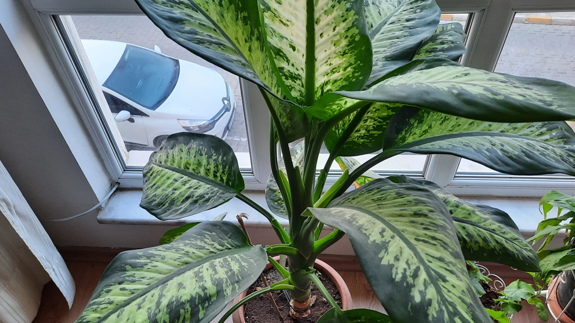 5 planter det kan være lurt å fjerne fra hjemmet