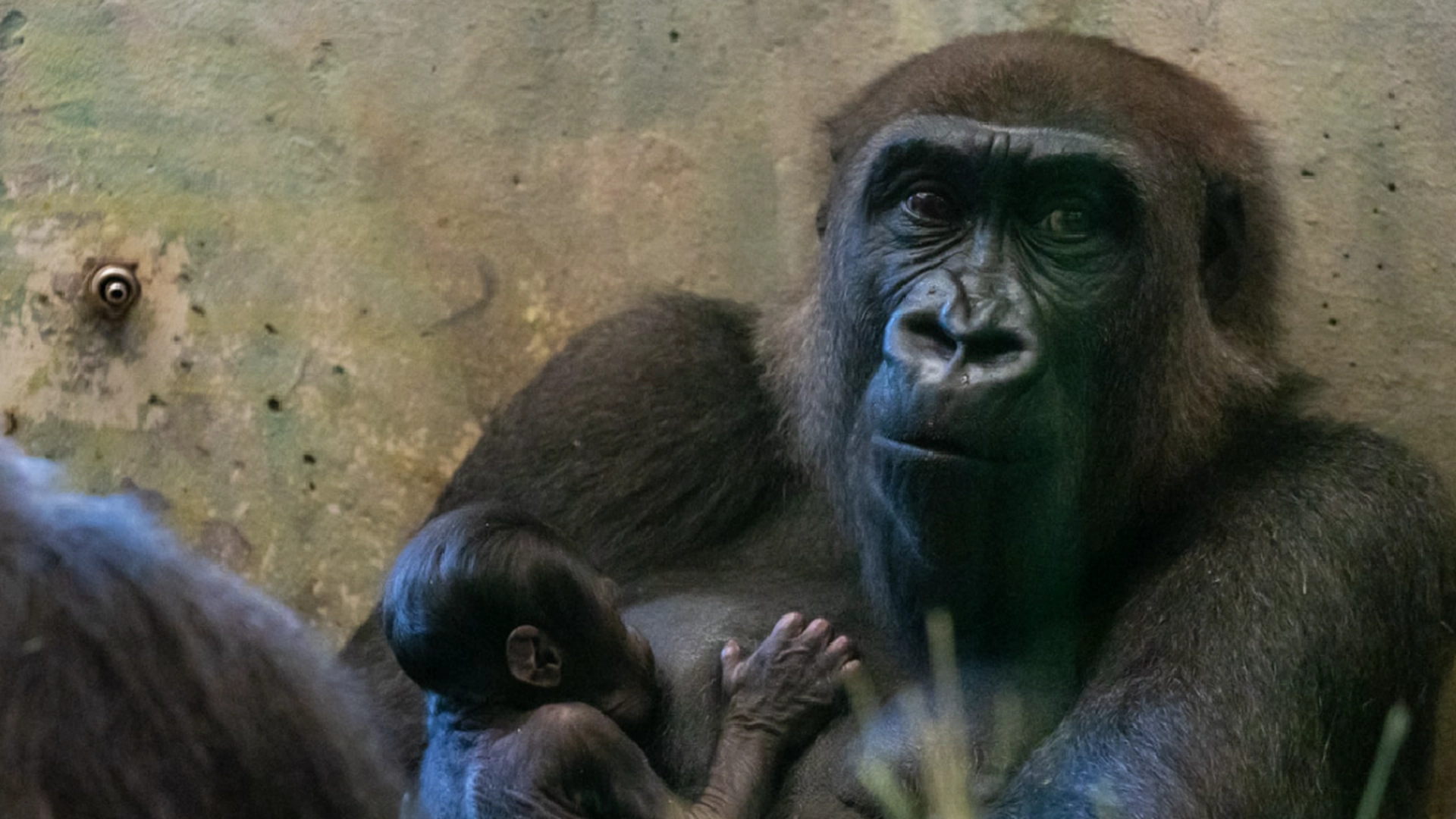 Han-gorilla sjokkerer alt og alle: Her føder han plutselig en apeunge
