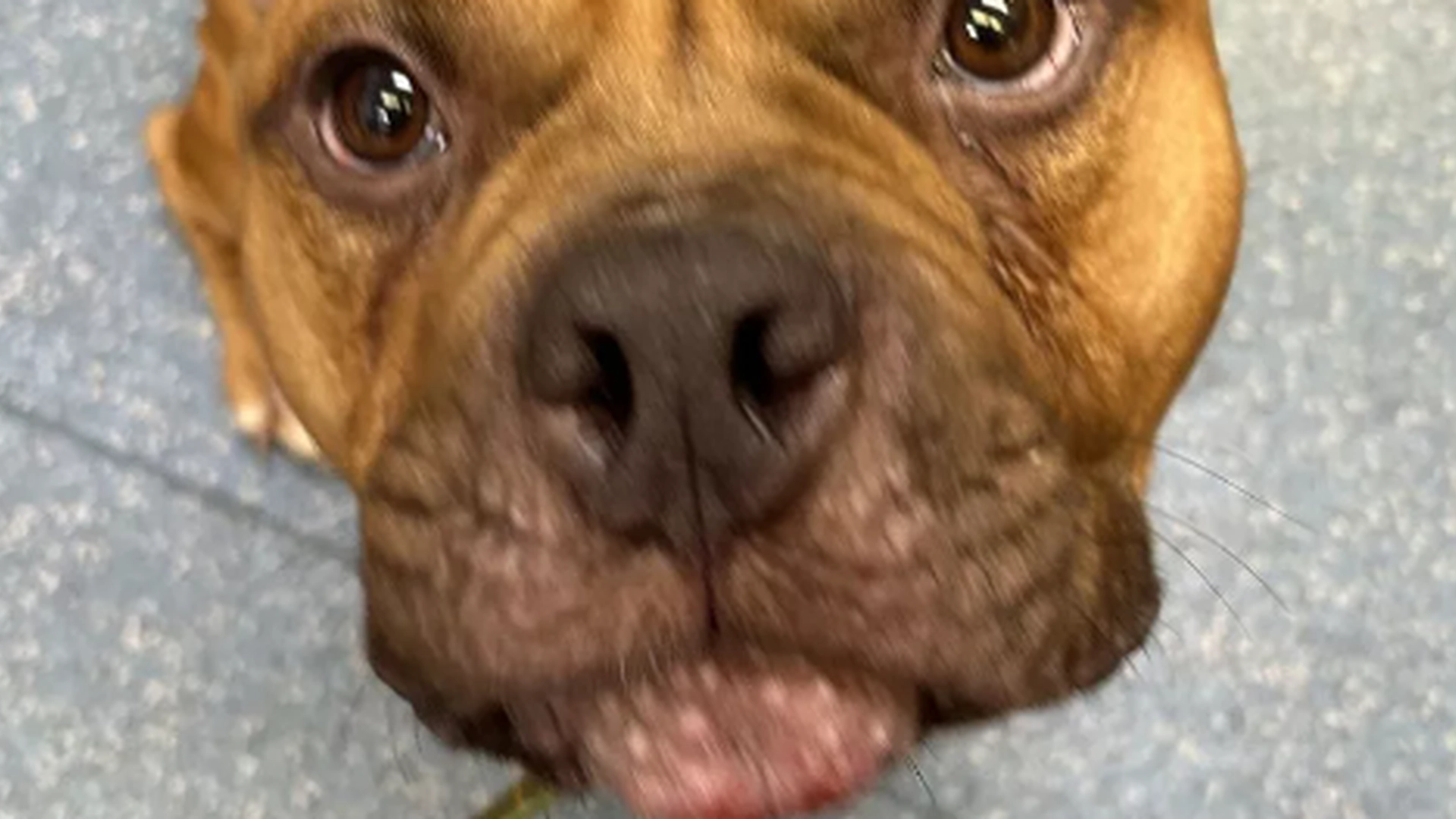 Hunden Pumpkin var sekunder unna å bli avlivet – men så skjedde et sant mirakel