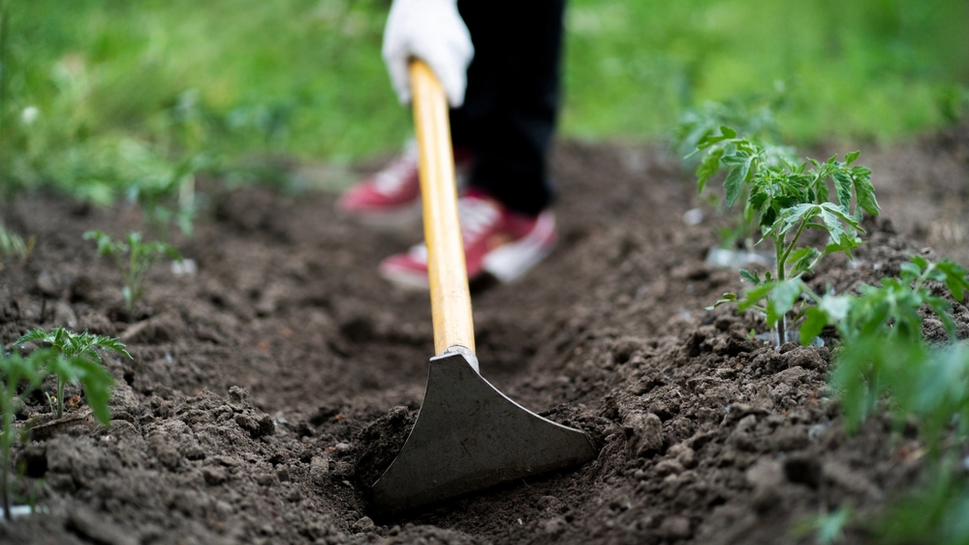 Denne frukten er gull verdt i hagen: Plasser den ved siden av plantene og se magien skje