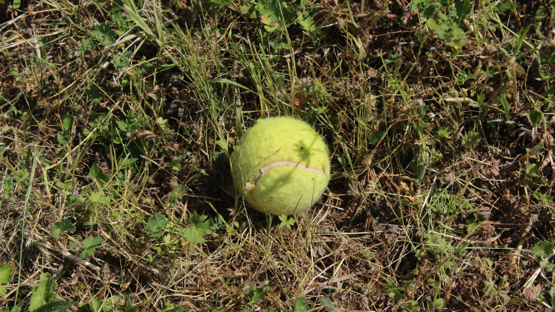 Derfor bør du legge tennisballer i hagen i vinter: Grunnen vil overraske deg