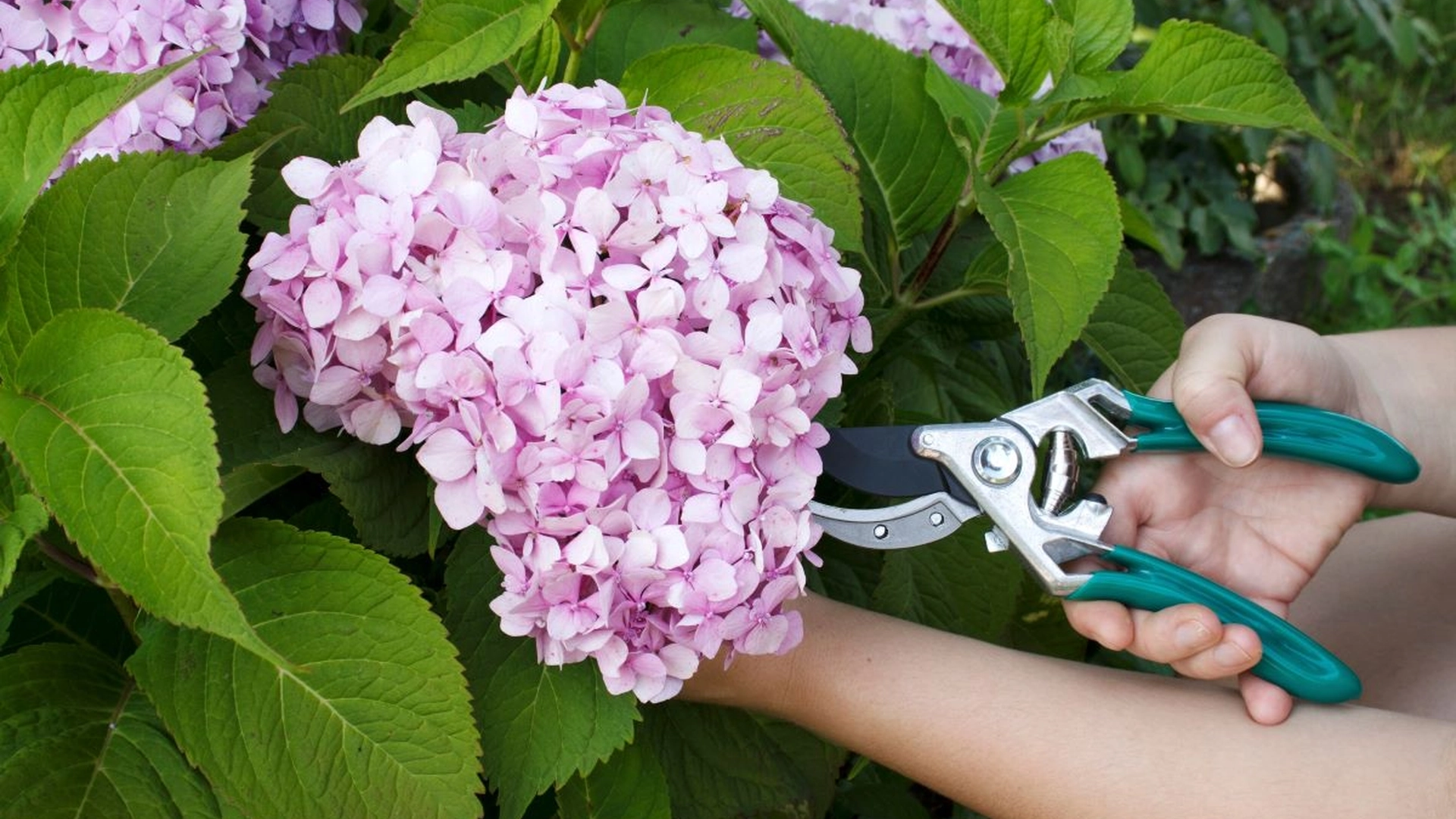 3 planter du bør beskjære før nyttår