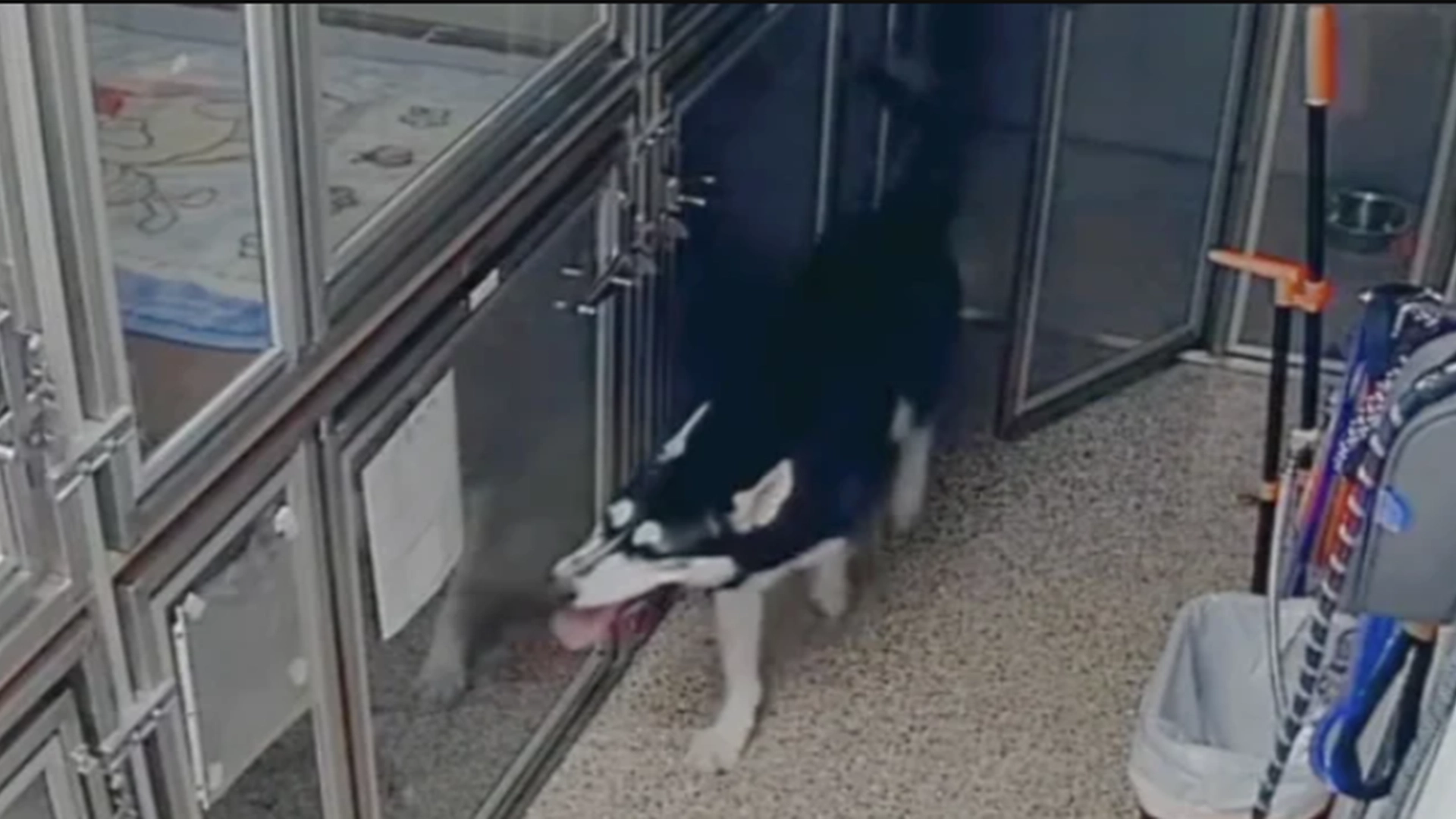 Hund bryter ut av buret sitt på et dyrehjem: Men ingen forventet det hunden gjorde videre