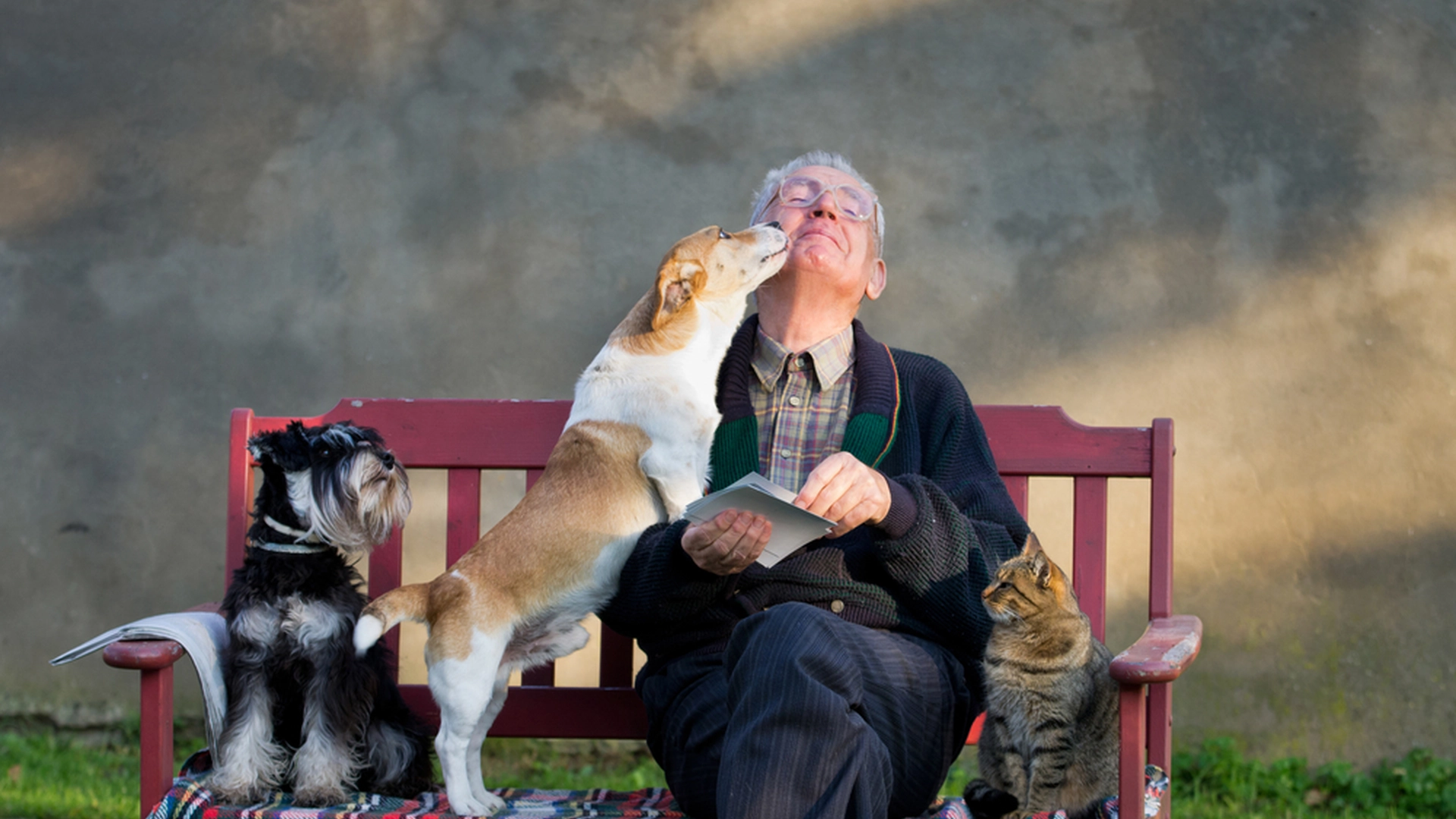 Ny hund i sen alder: Her er de 11 beste hundene for eldre