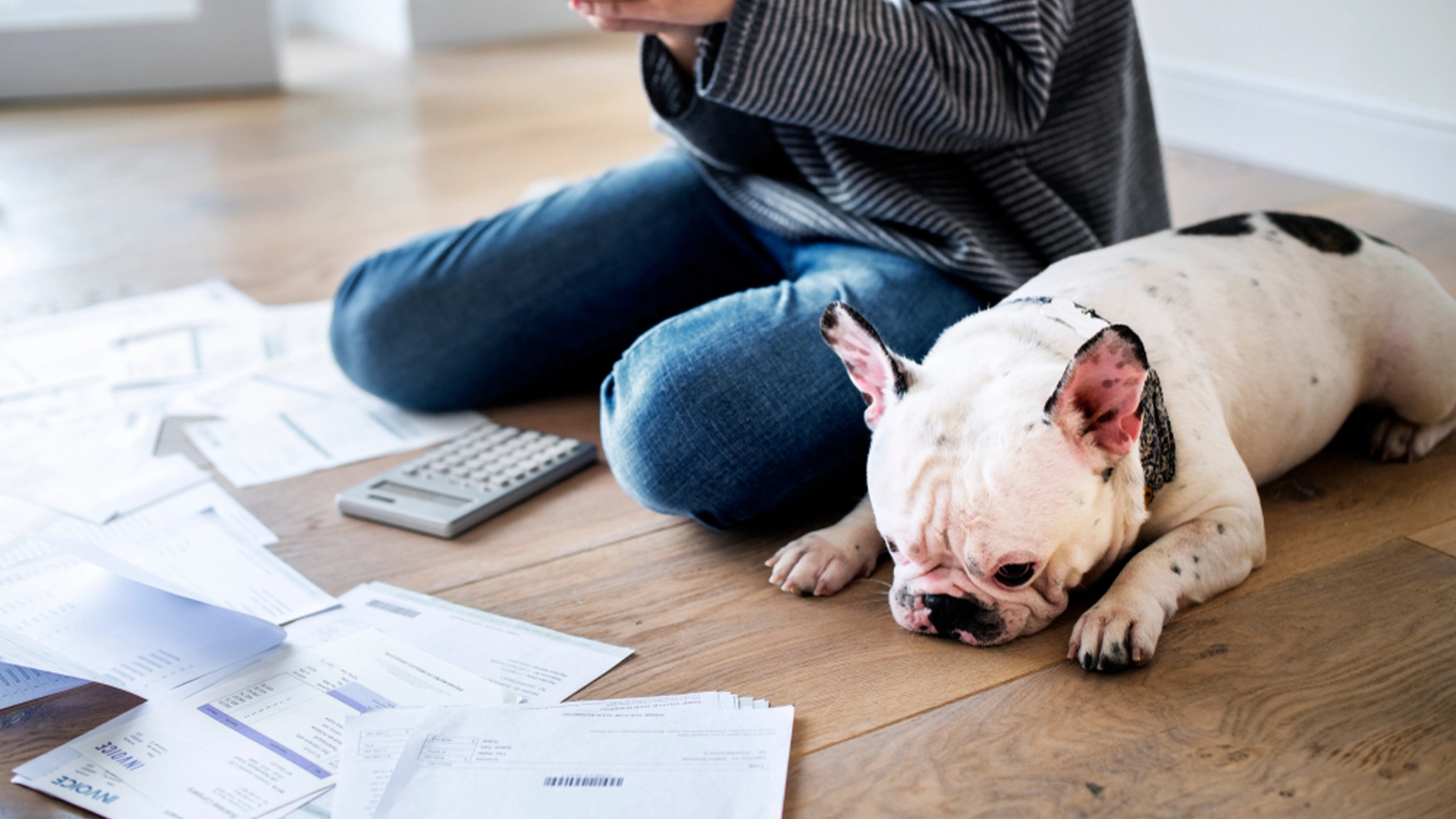 5 tips: Slik sørger du for at hunden din har det bra, samtidig som du sparer penger