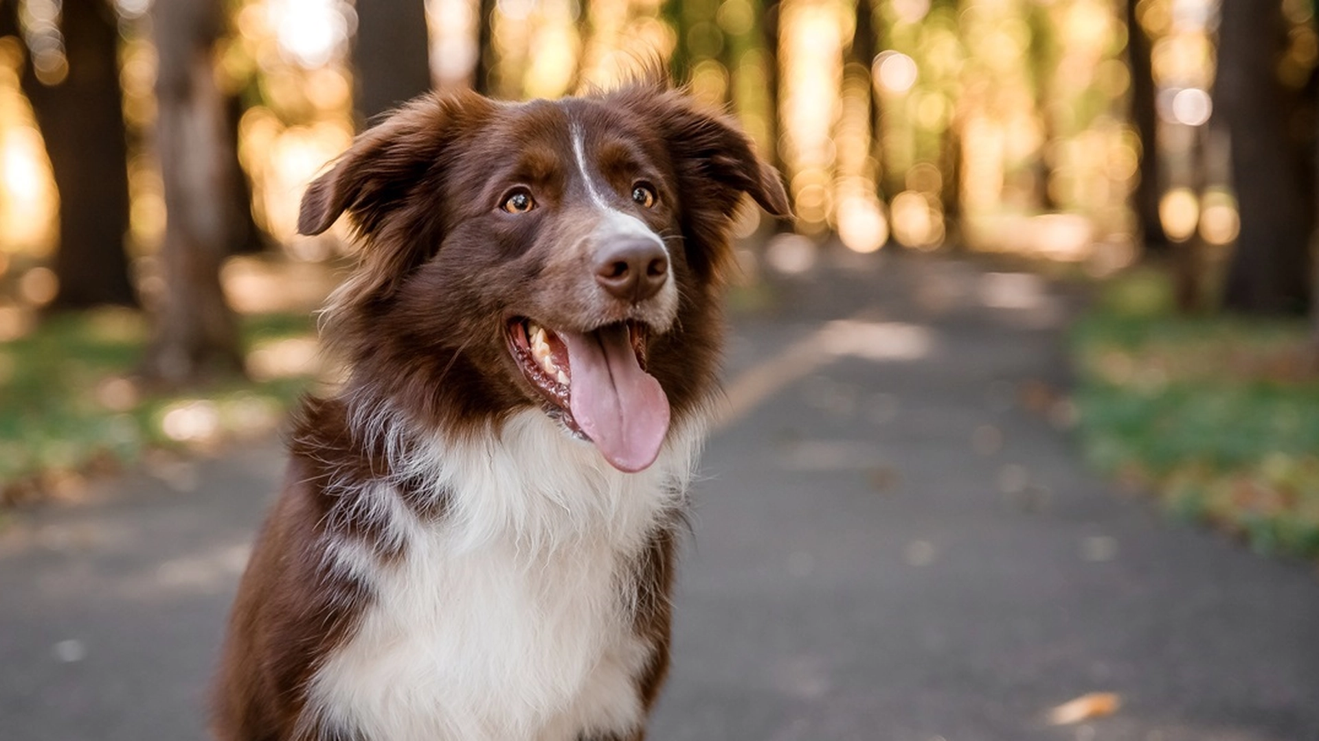 Hundeekspert avslører: Disse hunderasene passer til din personlighet
