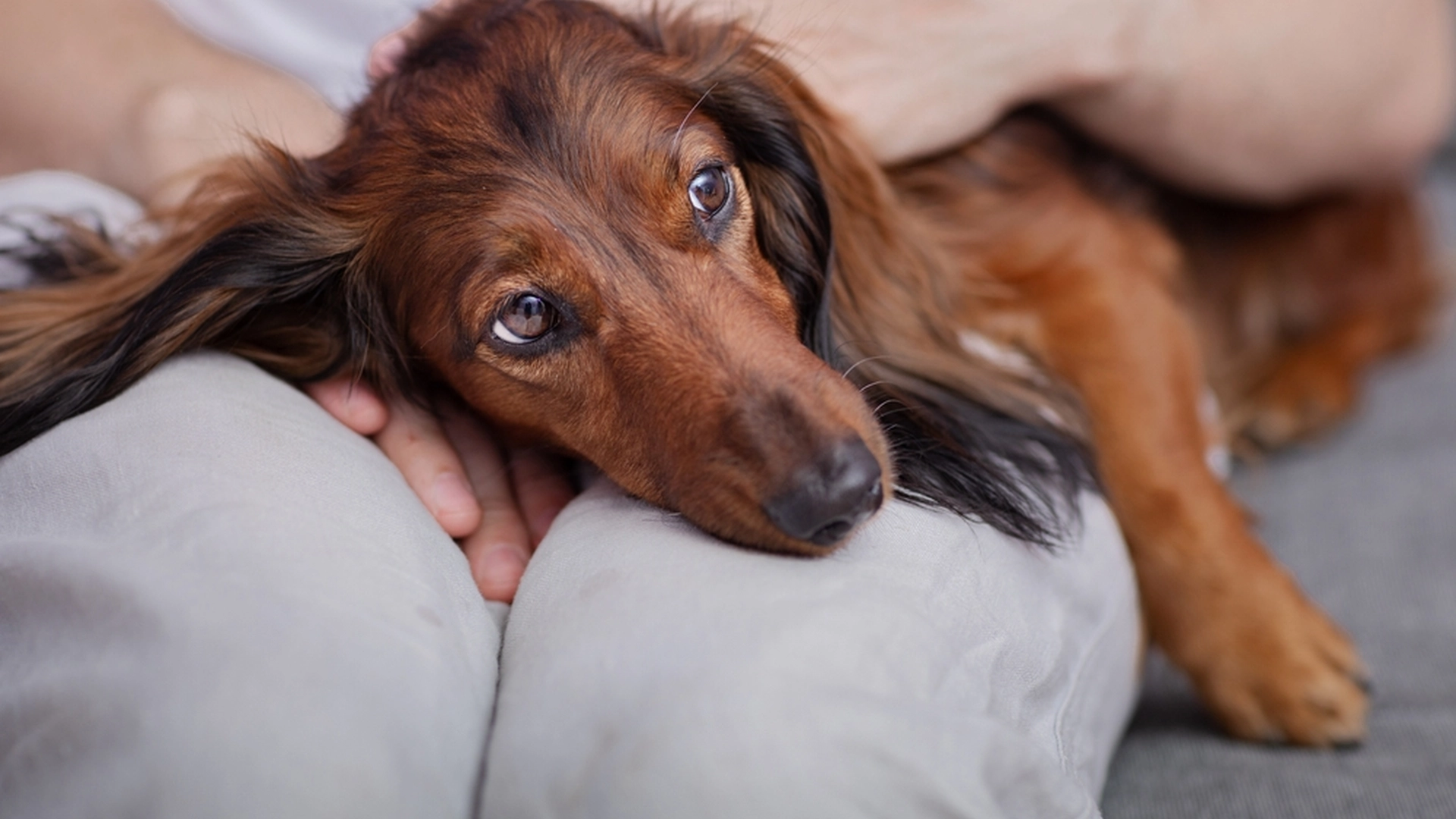 Hundeforskere advarer: Gjør aldri dette mot hunden din!