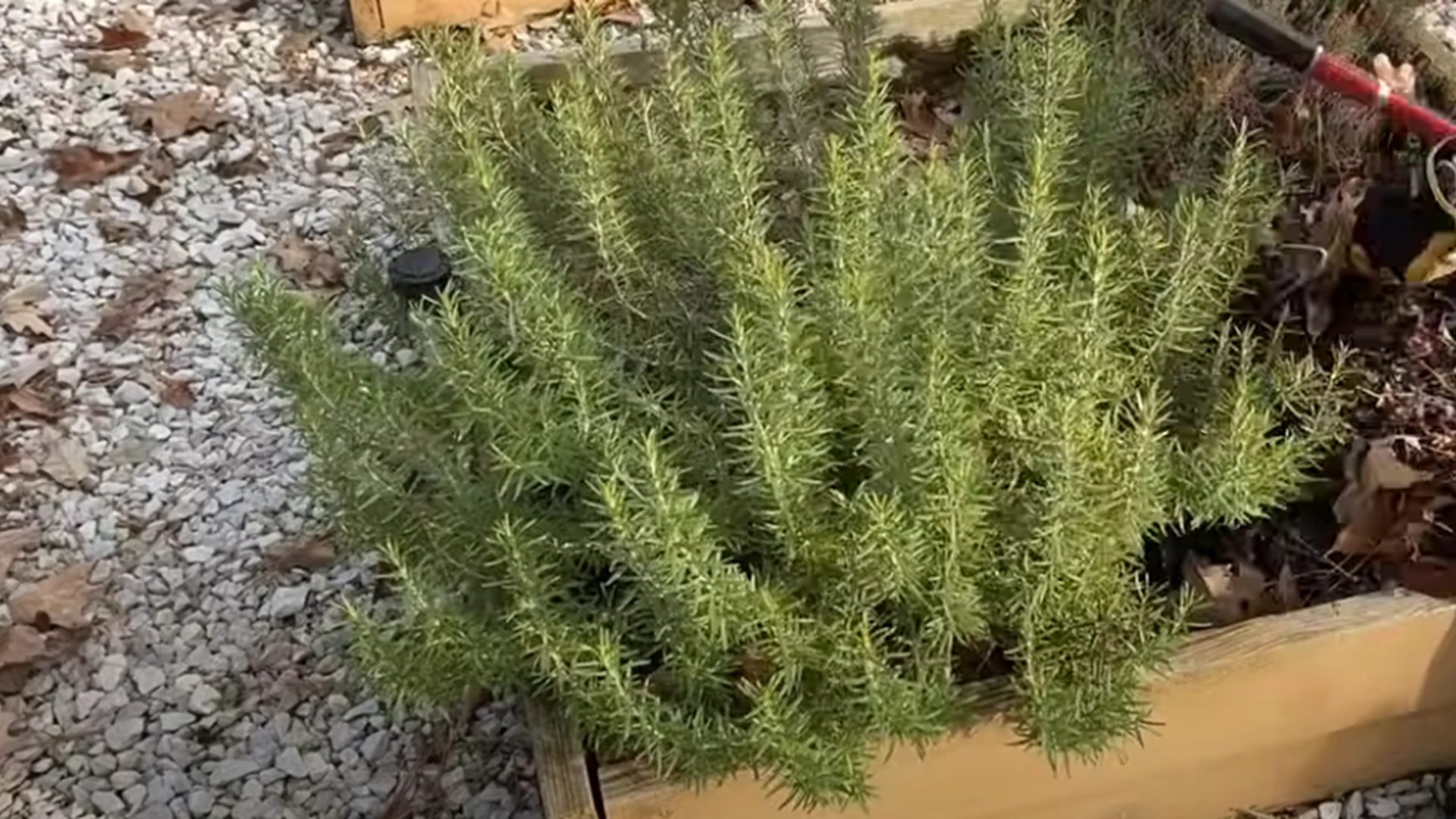 Aromatisk urt avslørt: Forbedrer hjernens helse og løfter humøret