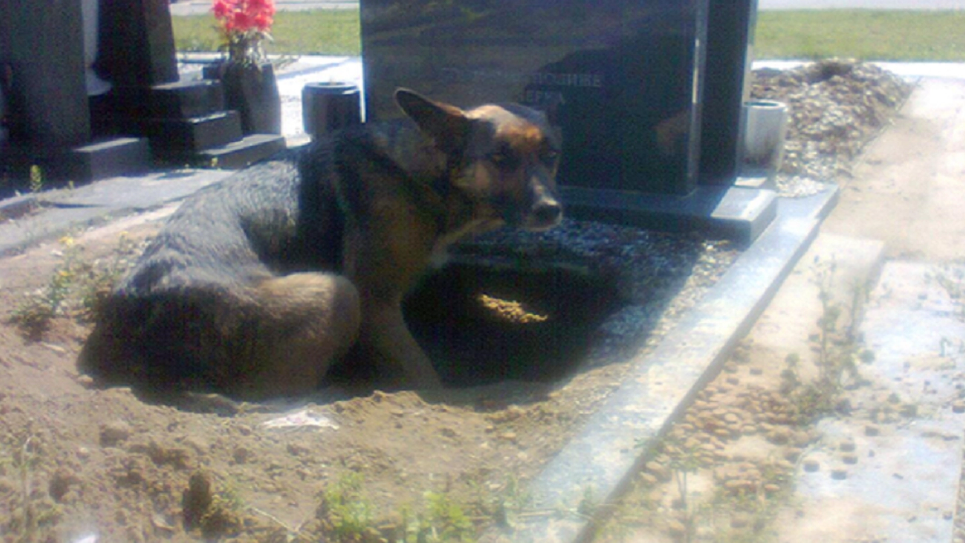Hund nekter å komme ut av hullet: Så går en kvinne forbi og oppdager den sjokkerende sannheten