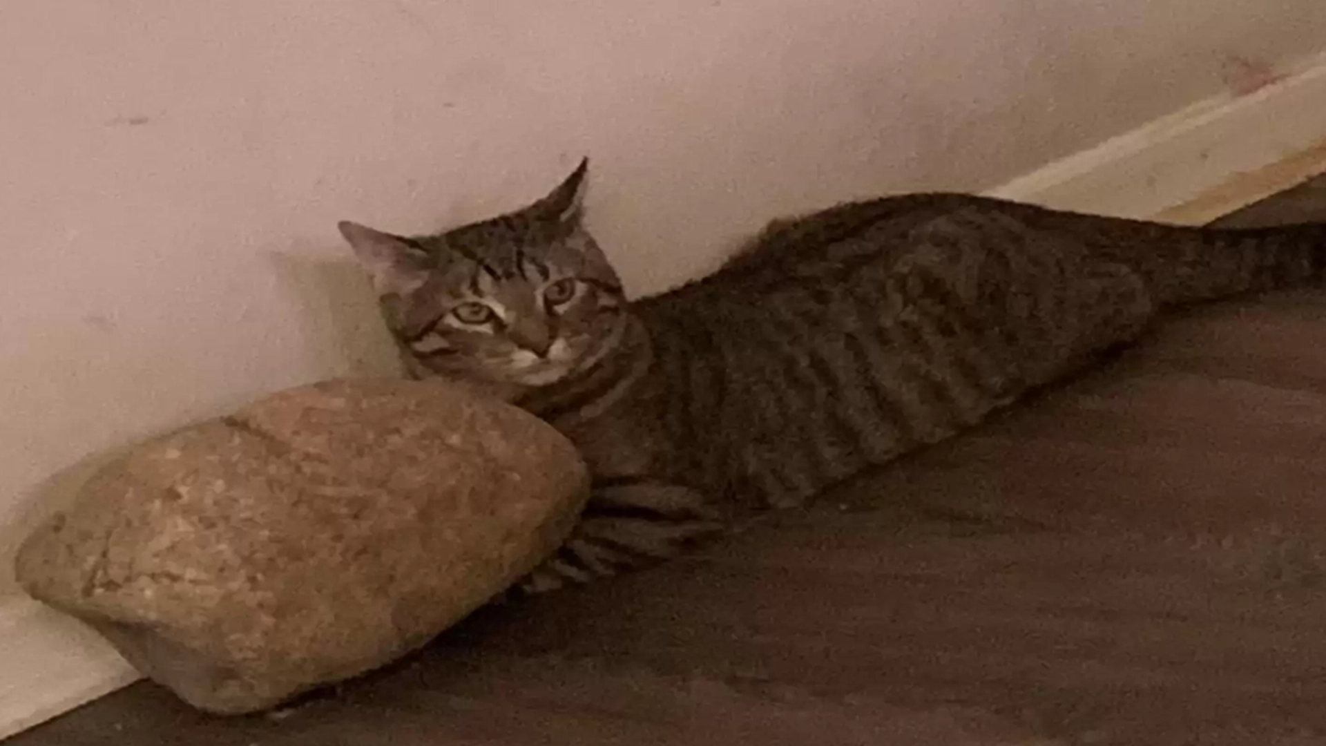 Daniel har ‘kattesikret’ juletreet sitt – men katten har andre planer når den ser treet