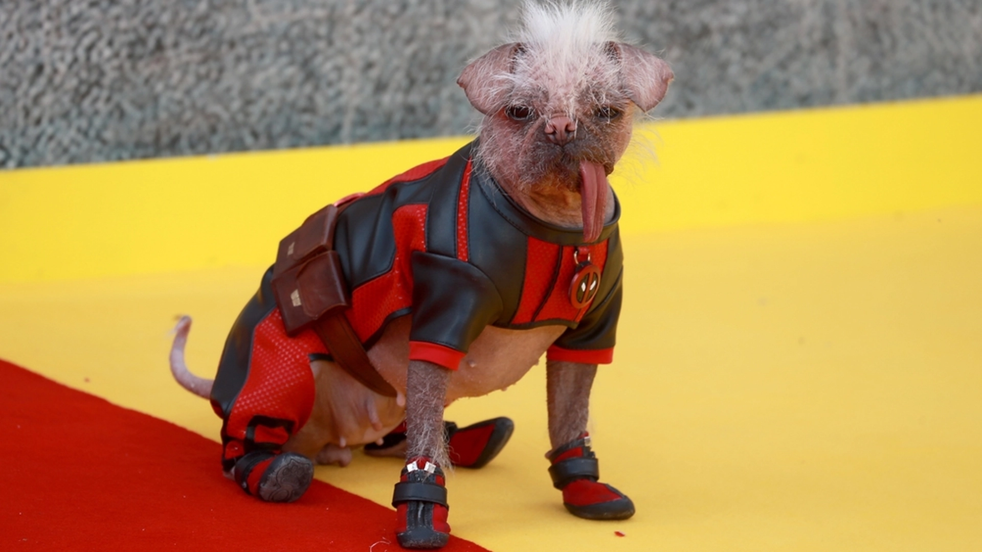 Hvem er Dogpool? Møt hunden som stjeler showet i Deadpool 3