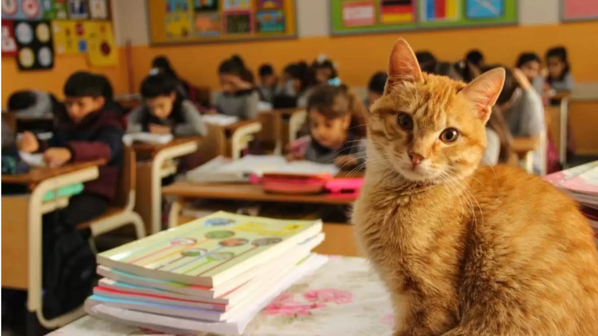 En katt gikk inn i en 3. klasse: Det forandret alt for disse elevene